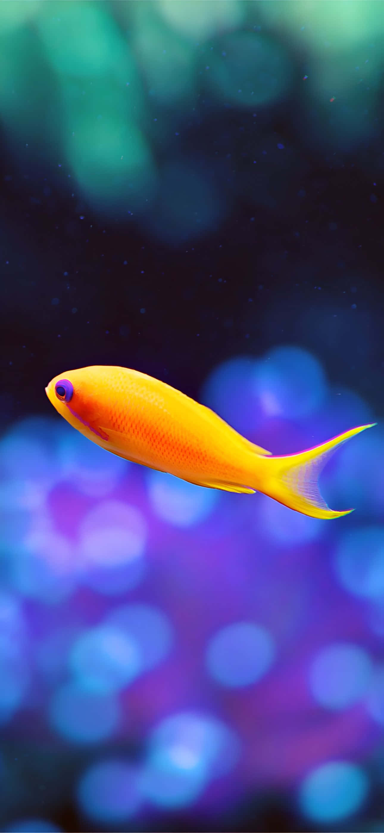 iPhone 16 Plus, vibrant orange fish, purple eye, 2K Phone Wallpaper