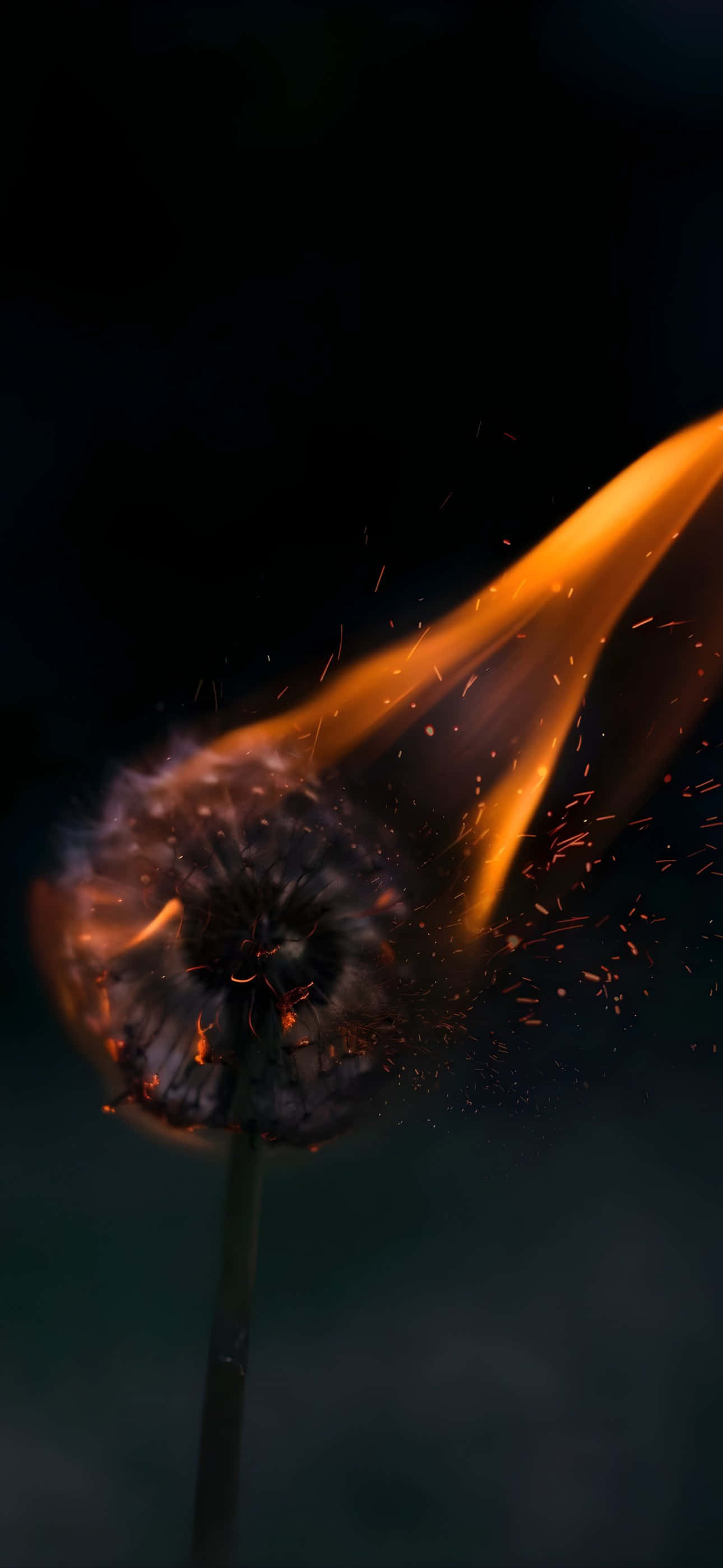 iPhone 16 Plus, vibrant orange flames, dandelion seed head, 2K Phone Wallpaper