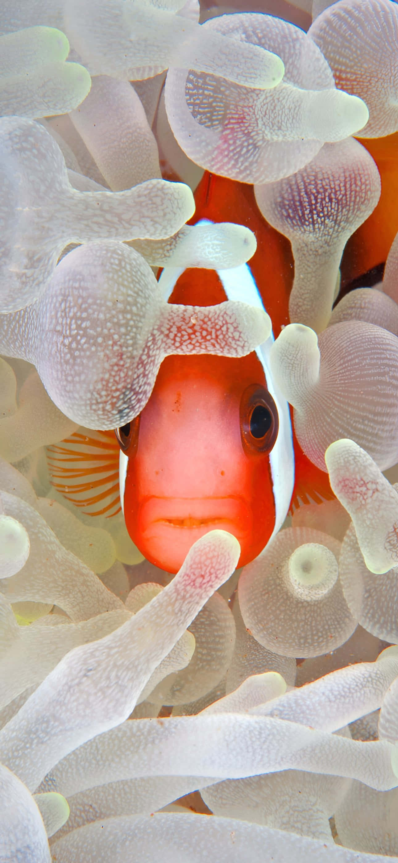 iPhone 16 Plus, clownfish, white stripes, 2K Phone Wallpaper