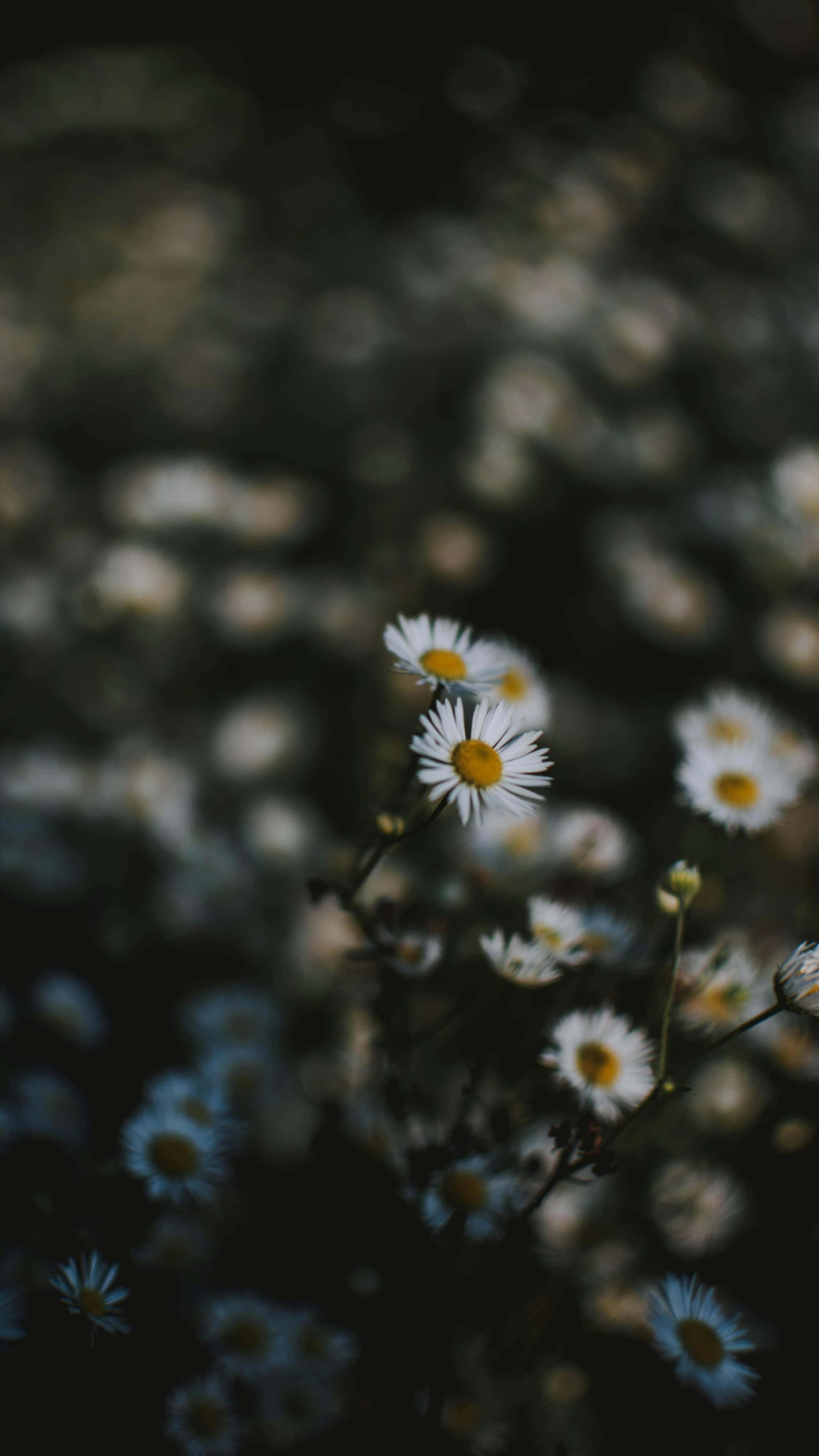 iPhone 16 Pro Max, white daisies, yellow centers, 4K Phone Wallpaper