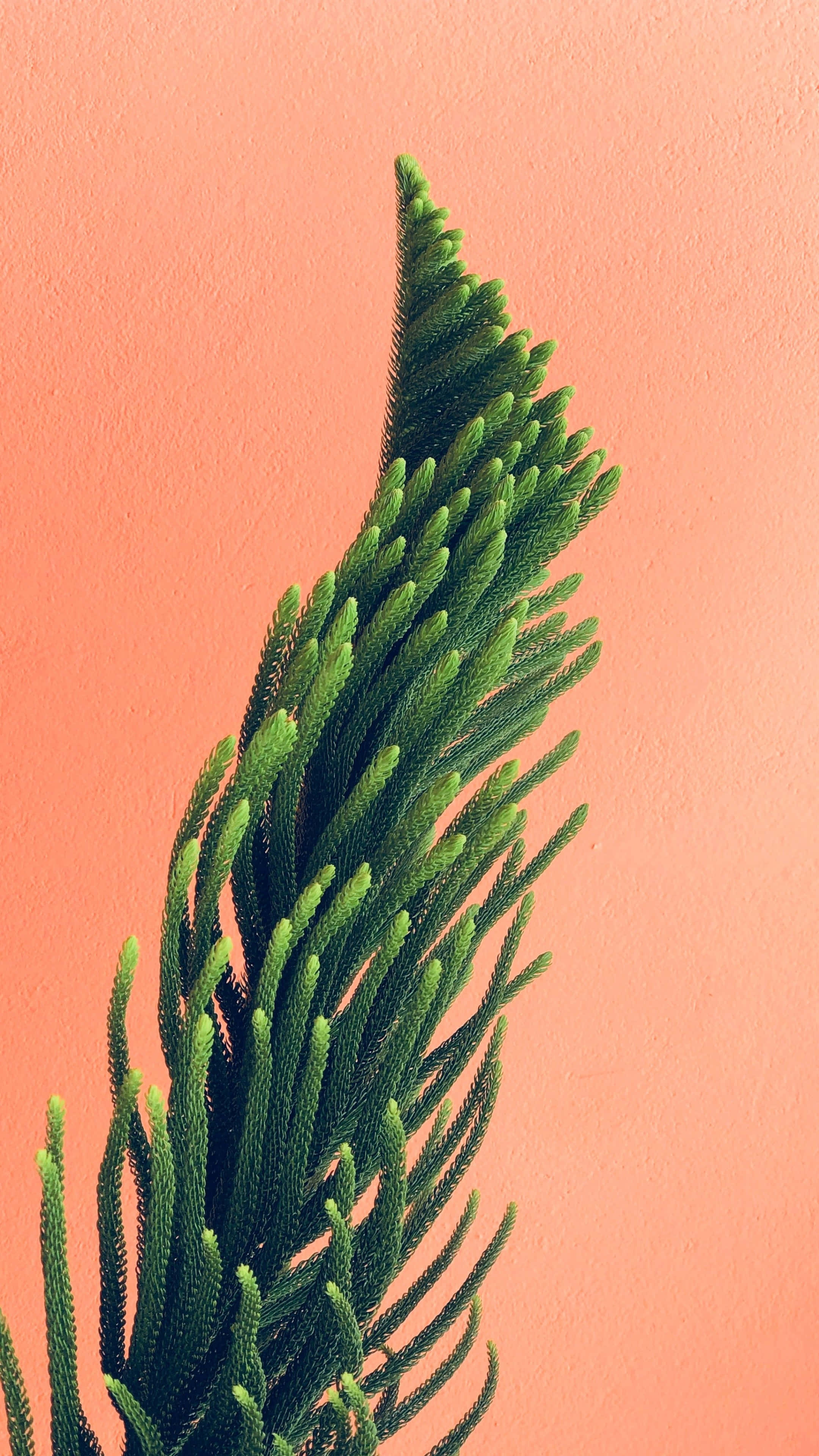 iPhone 16 Pro Max, vibrant green, twisted conifer branch, 4K Phone Wallpaper