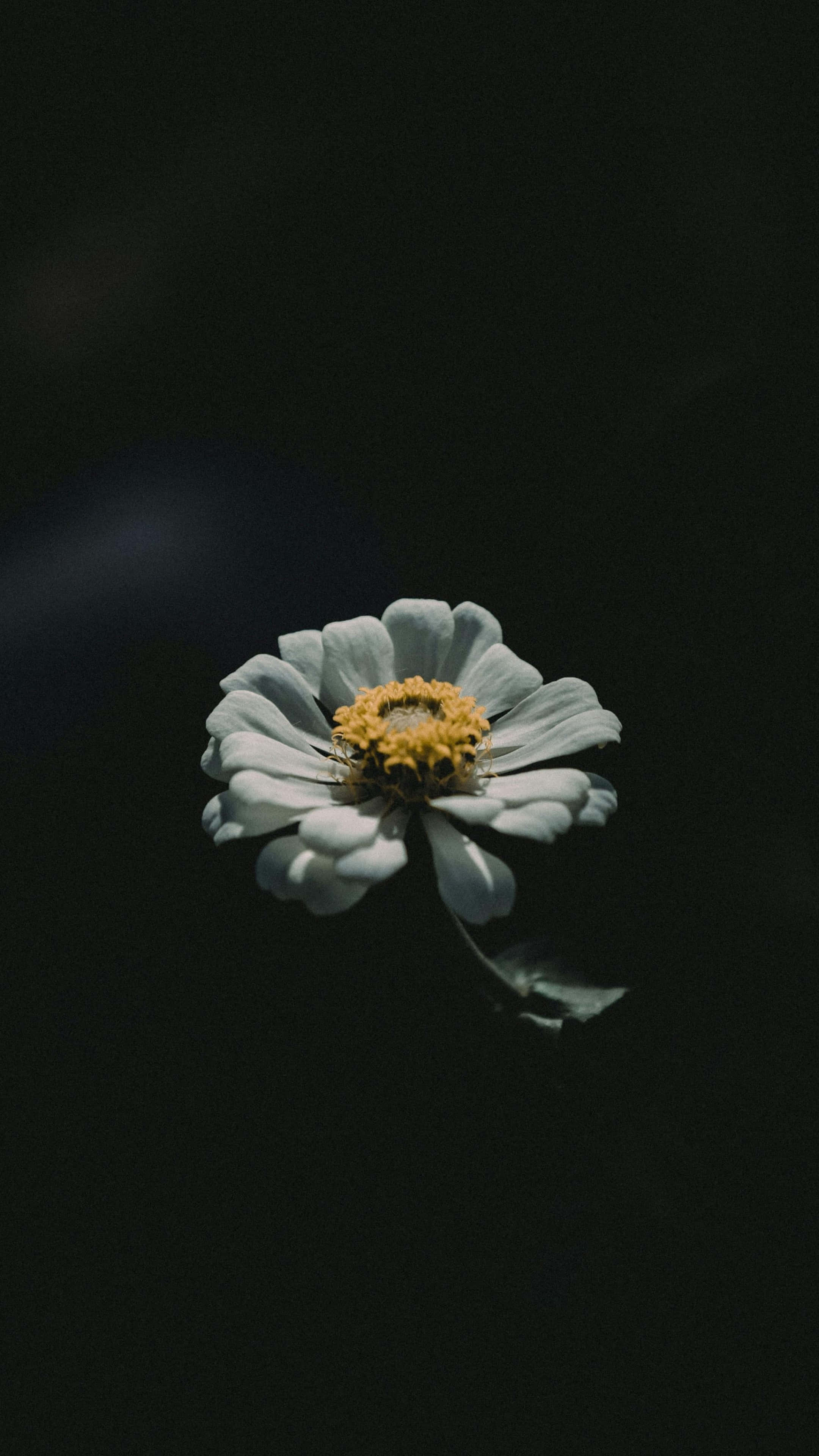 iPhone 16 Pro Max, white zinnia, yellow center, 4K Phone Wallpaper