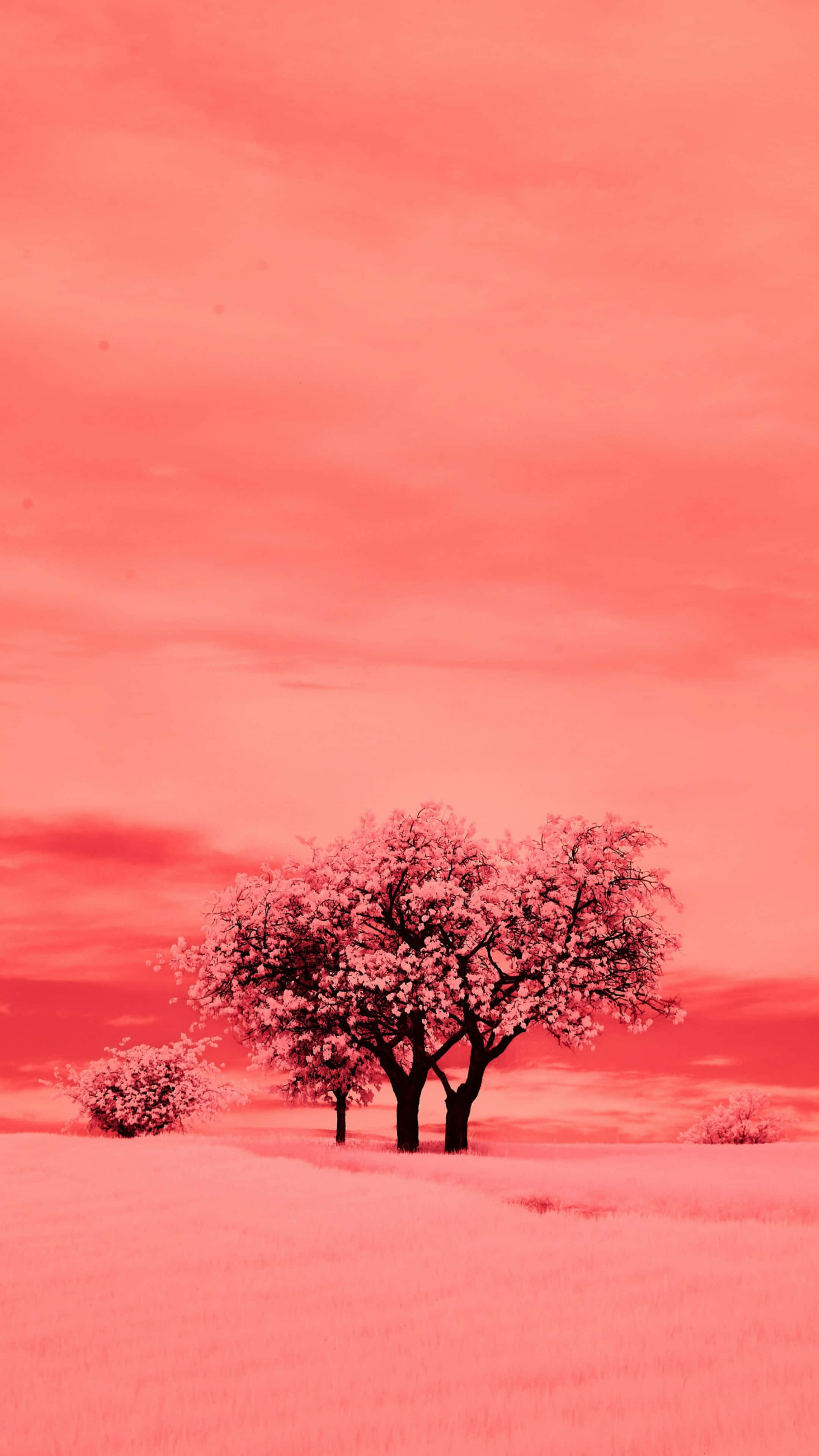 iPhone 16 Pro, vibrant display, pink sky, 4K Phone Wallpaper