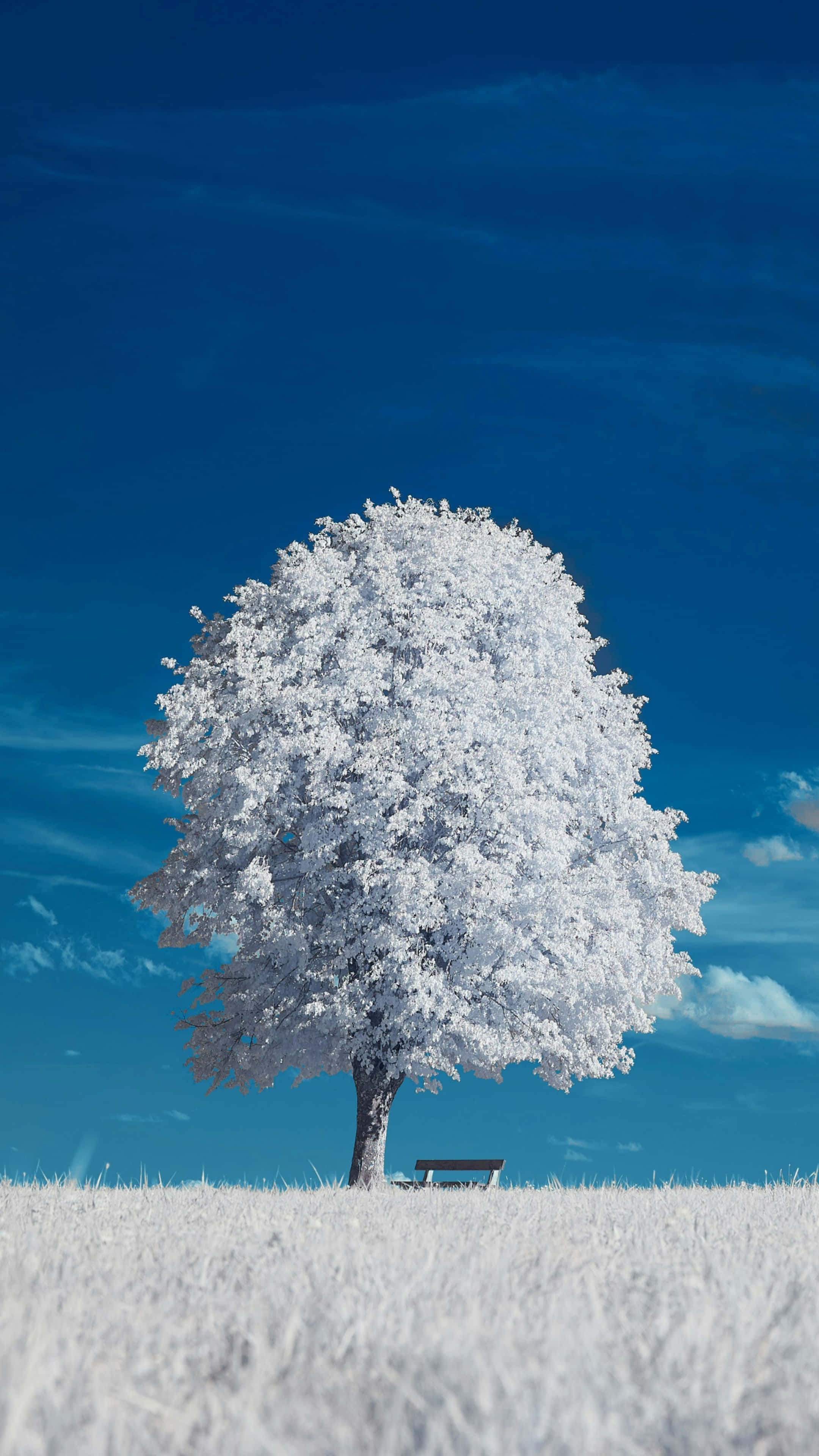 iPhone 16 Pro, white tree, snowy field, 4K Phone Wallpaper