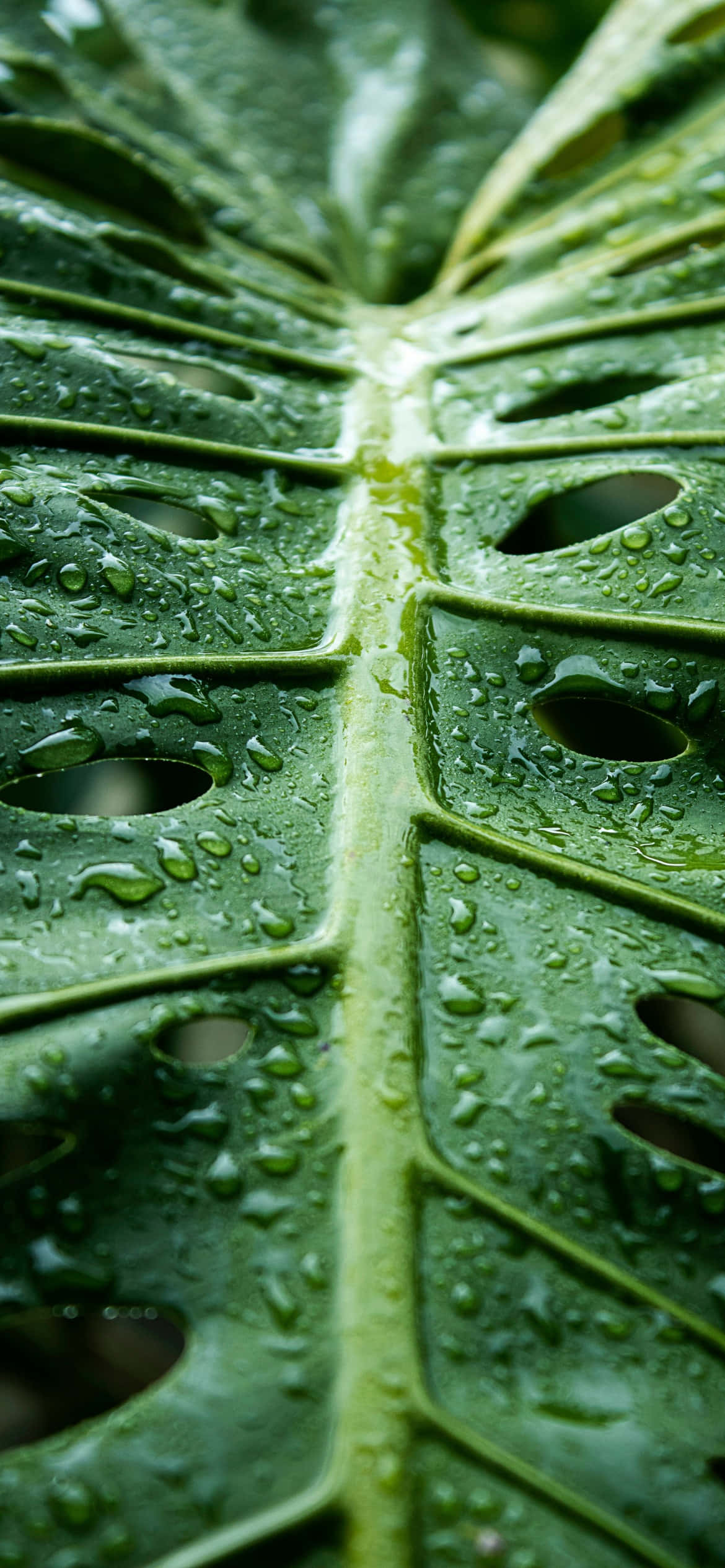 iPhone 16e, vibrant green monstera leaf, water droplets, Full HD Phone Wallpaper