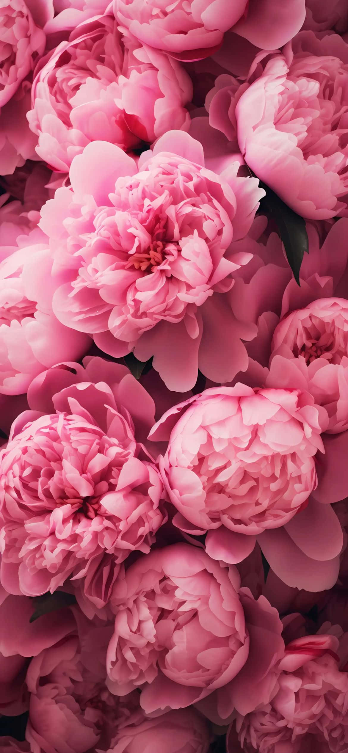 iPhone 16e, floral wallpaper, soft pink peonies, Full HD Phone Wallpaper