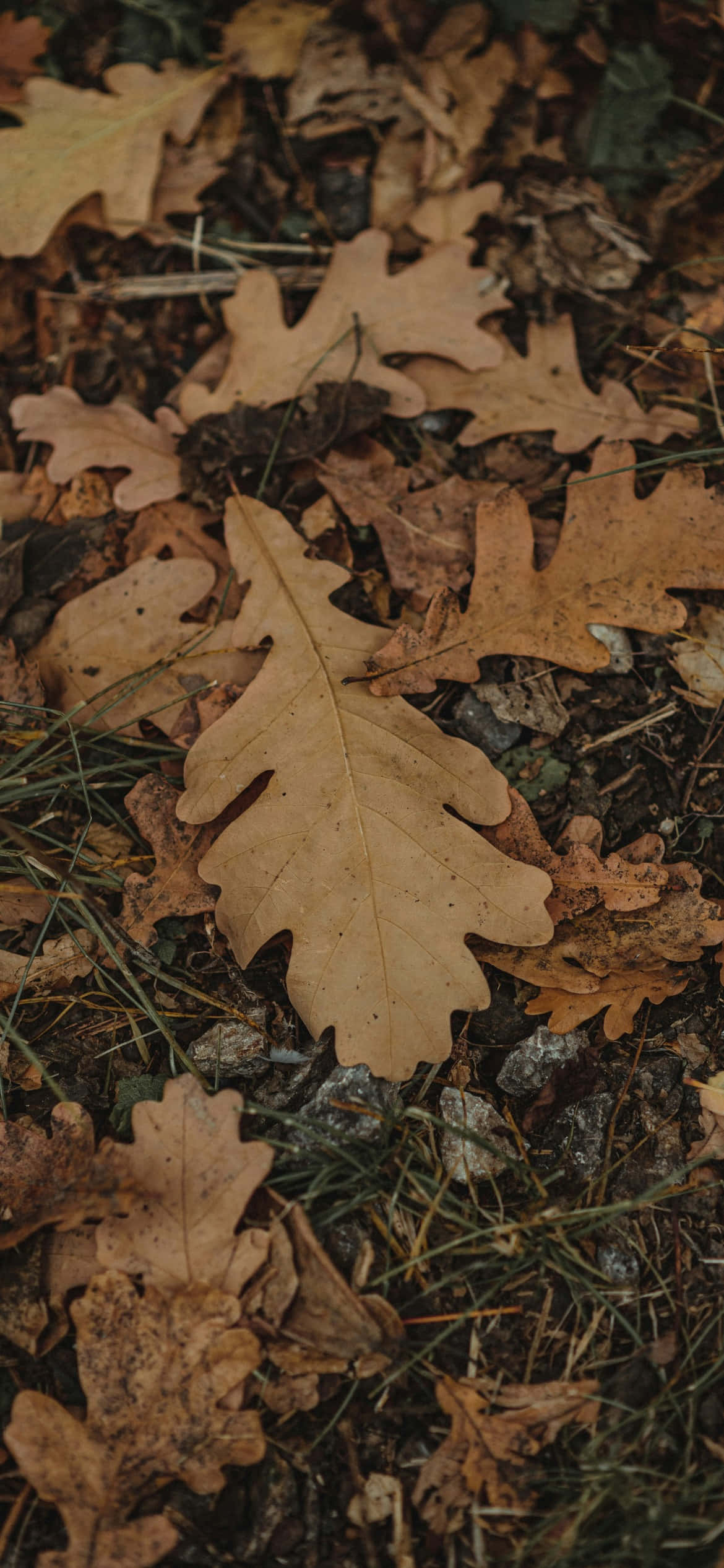 iPhone 16e, dried oak leaves, warm brown tones, Full HD Phone Wallpaper