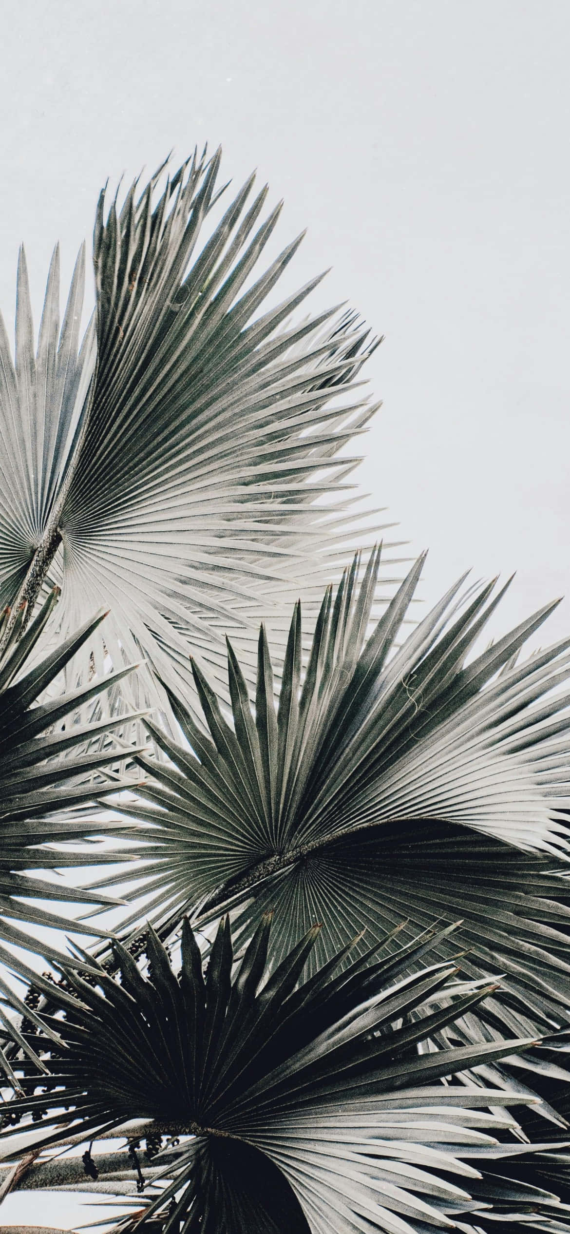 iPhone 16e, camera sample, tall fan palms, Full HD Phone Wallpaper