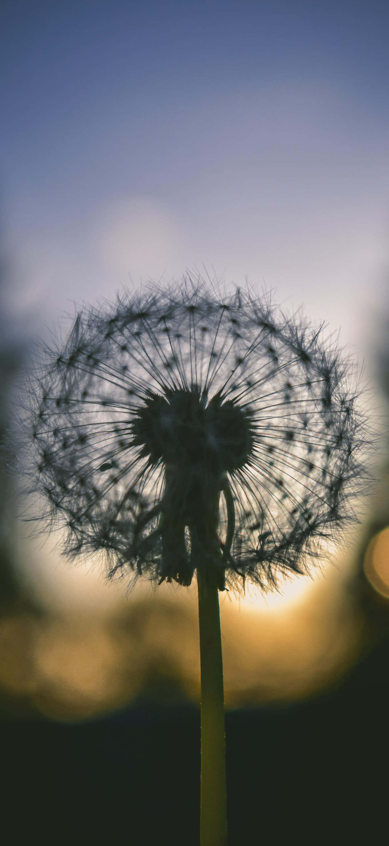 iPhone 17 Pro Max, dandelion seed head, soft gradient sky, 2K Phone Wallpaper