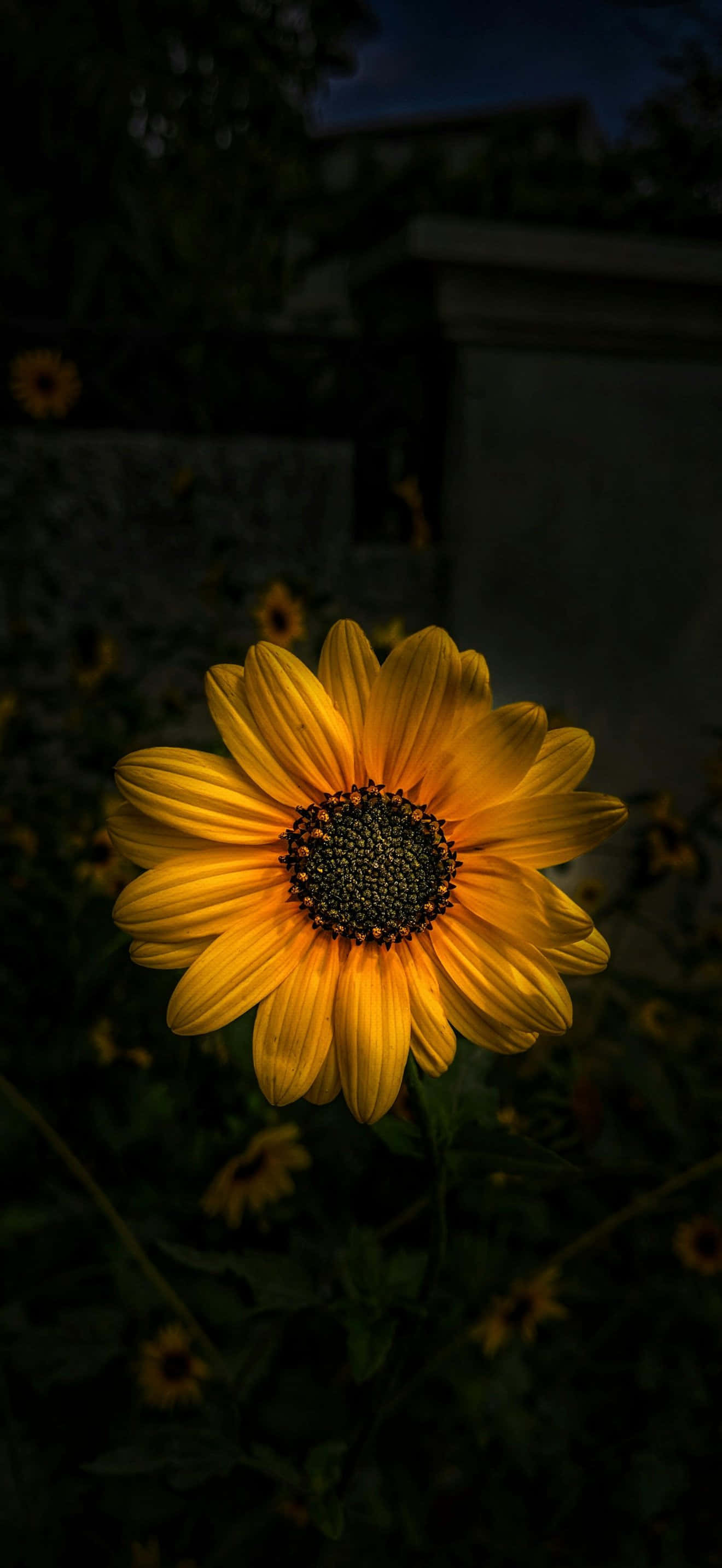 iPhone 17 Pro Max, sunflower, dusk, 2K Phone Wallpaper