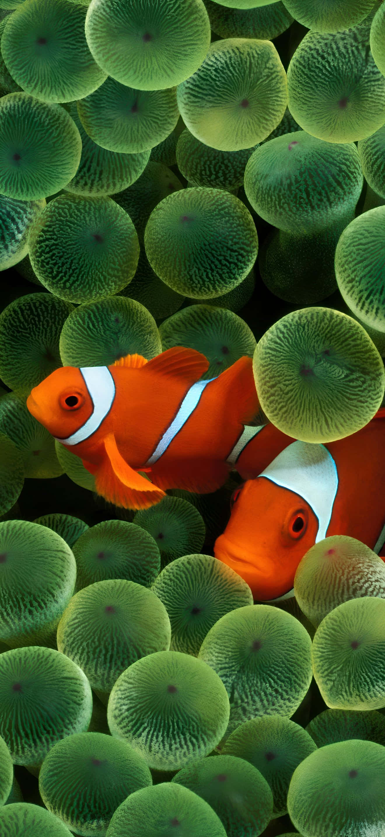 iPhone 17 Pro Max, clownfish, white stripes, 2K Phone Wallpaper