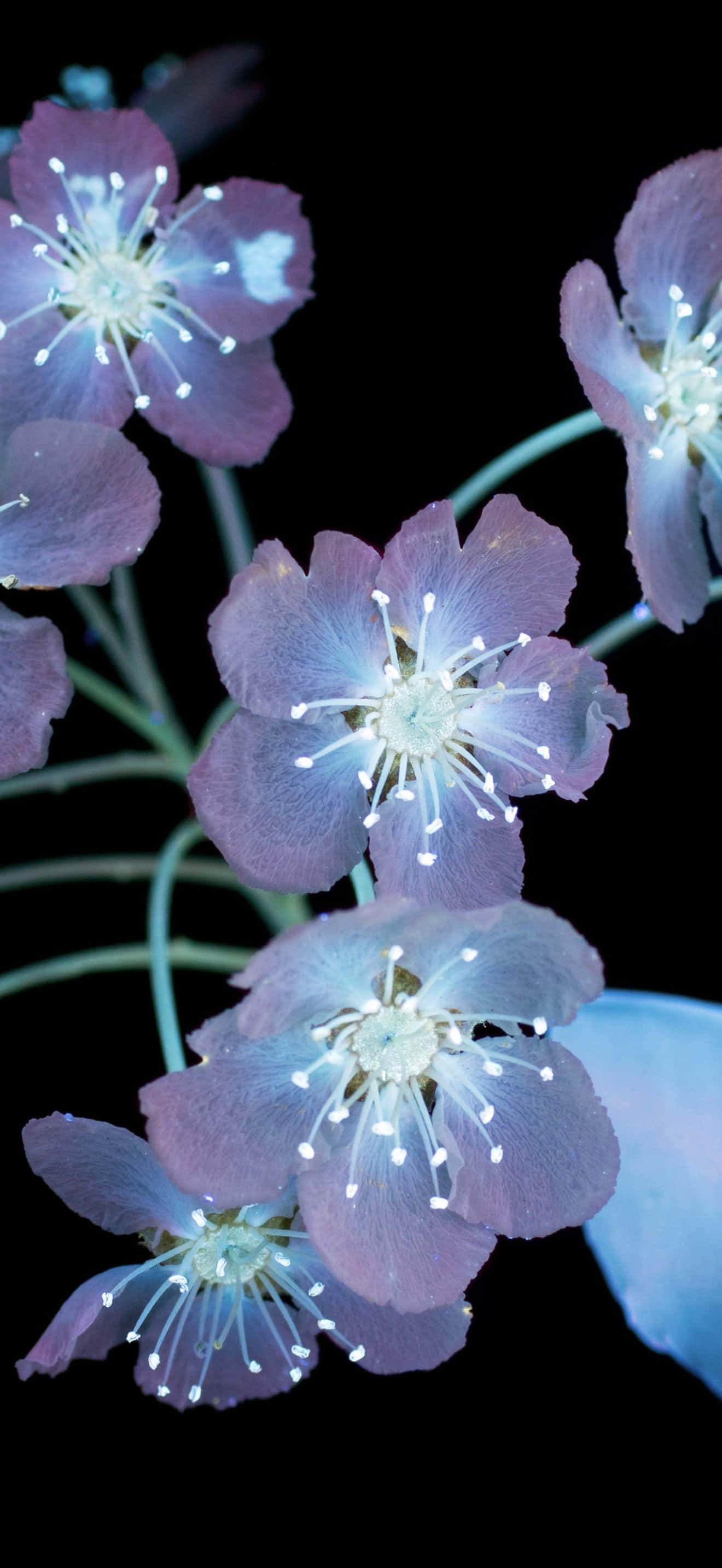 iPhone 17 Pro Max, purple flowers, glowing white stamens, 2K Phone Wallpaper