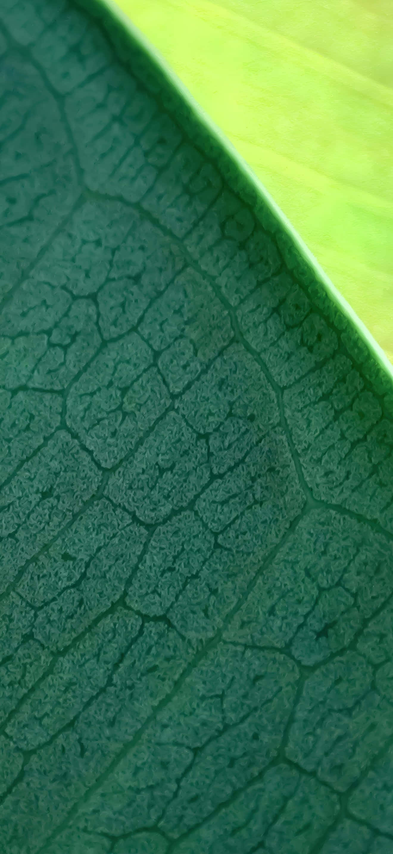 iPhone 17 Pro Max, dark green leaf, intricate vein patterns, 2K Phone Wallpaper