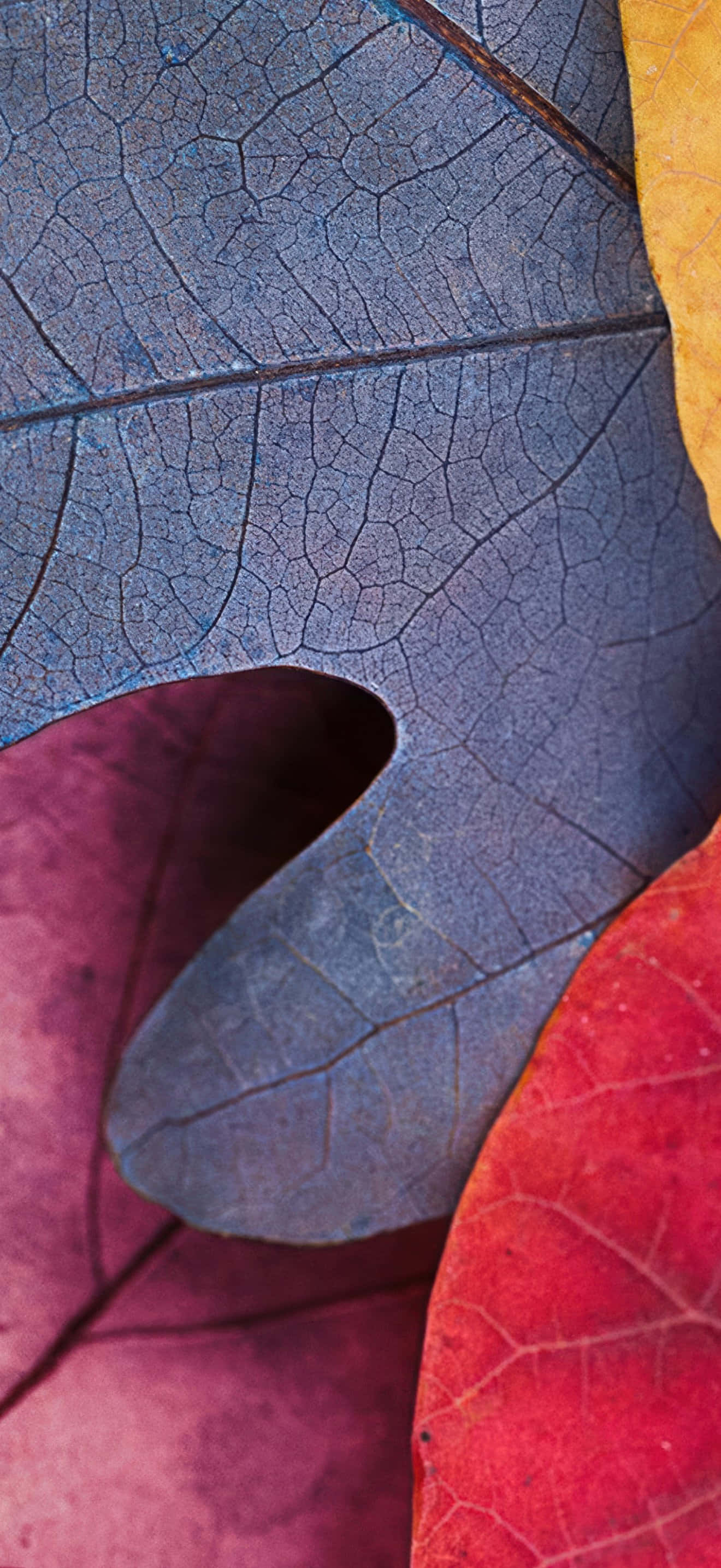 iPhone 17 Pro Max, autumn leaves, deep blue purple red and orange, 2K Phone Wallpaper