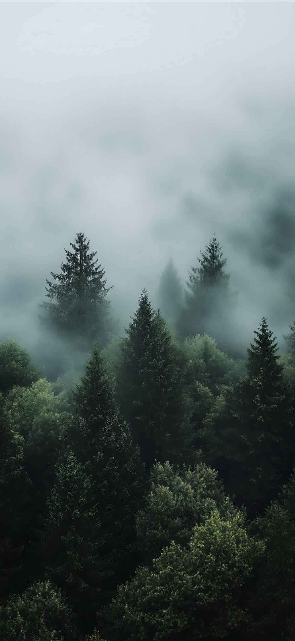 iPhone 17, 1206 x 2622, misty forest, 2K Phone Wallpaper