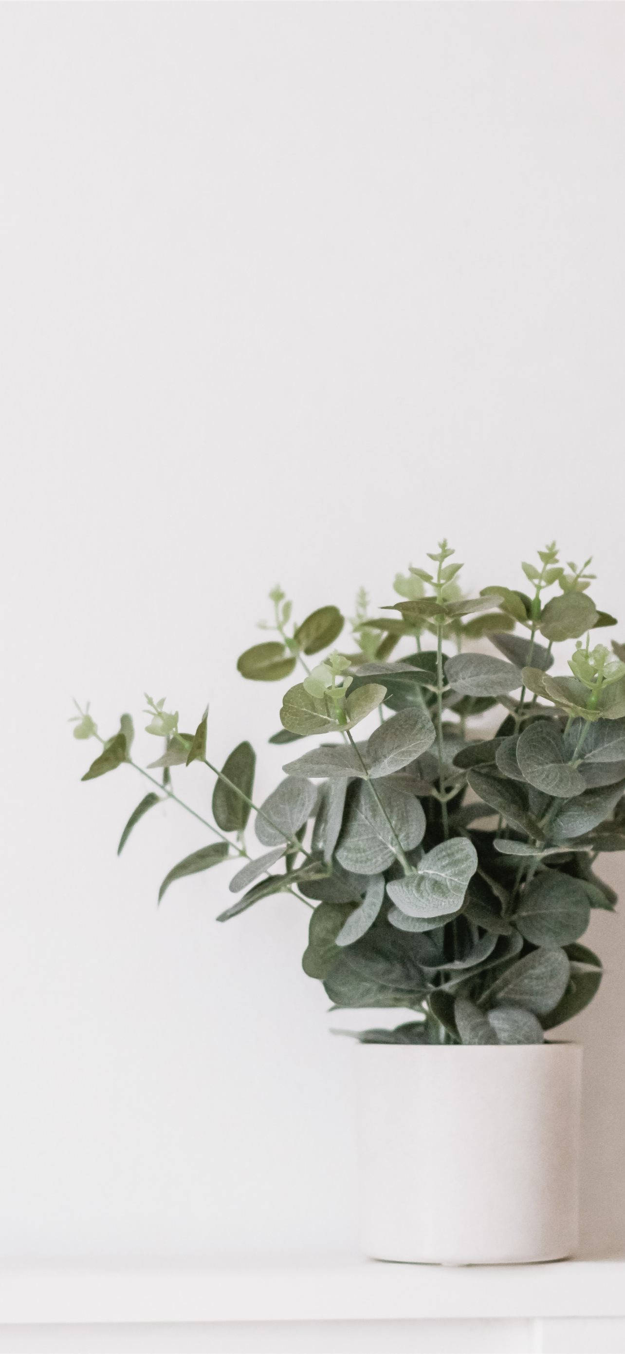 potted plant, eucalyptus, white pot, 2K Phone Wallpaper