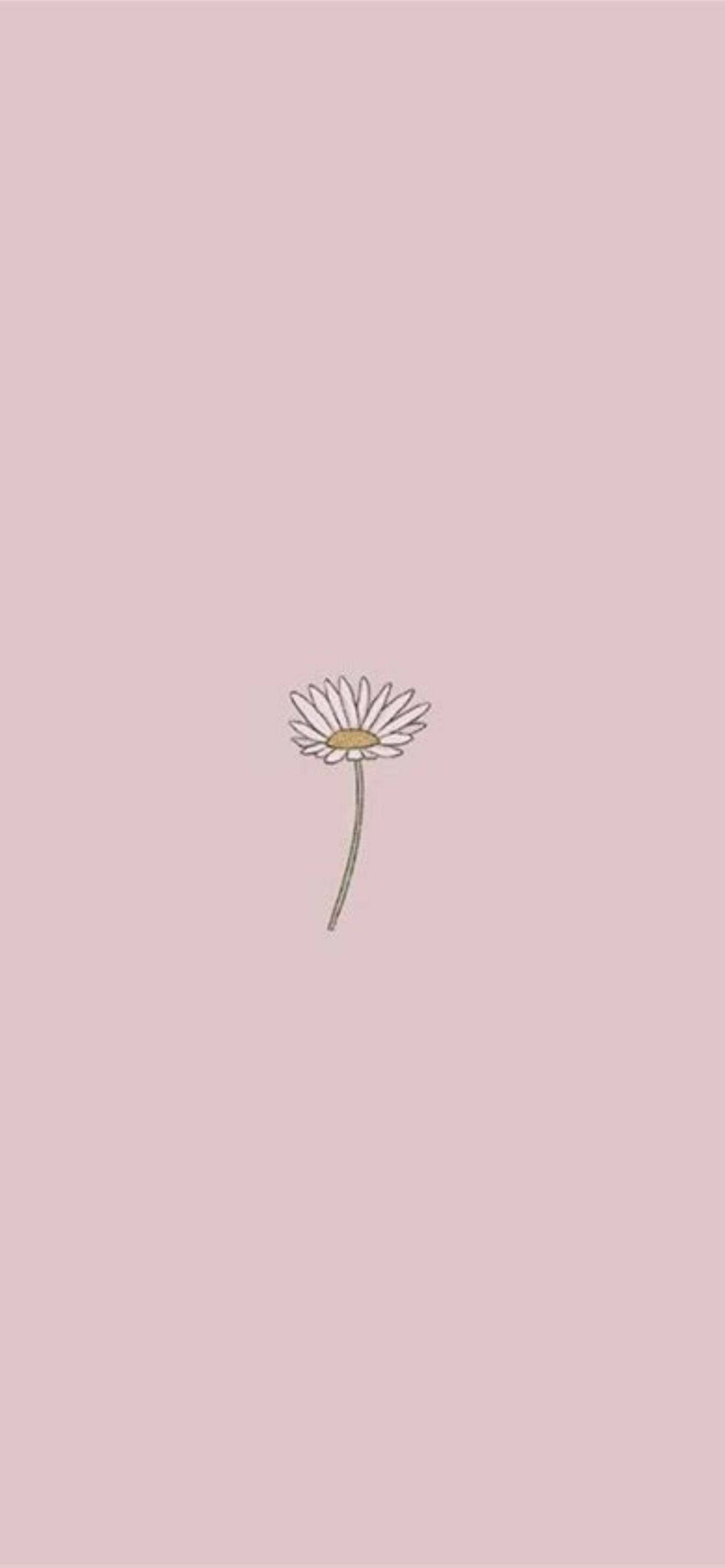 iPhone 2021, daisy, white petals, 2K Phone Wallpaper