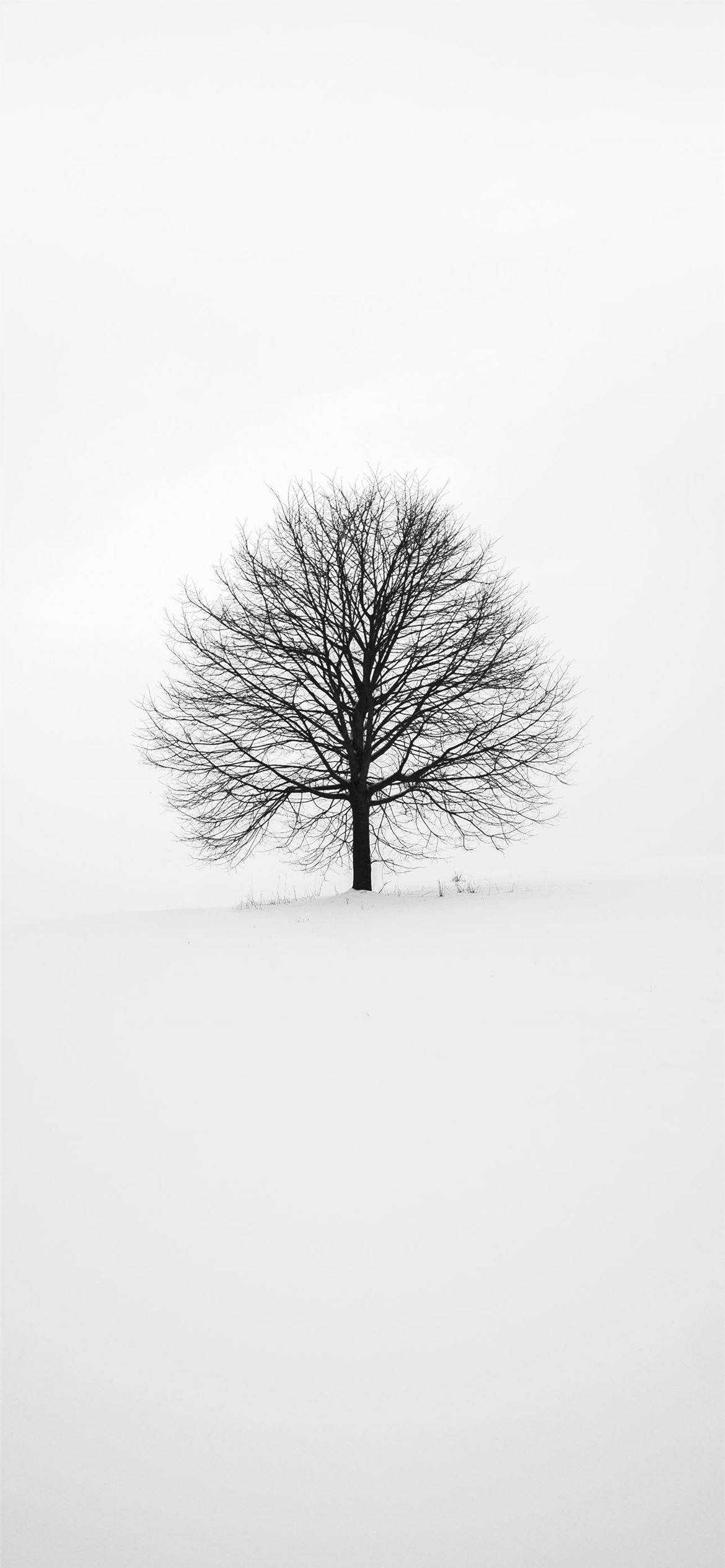 iPhone 2021, black and white tree, leafless tree, Full HD Phone Wallpaper