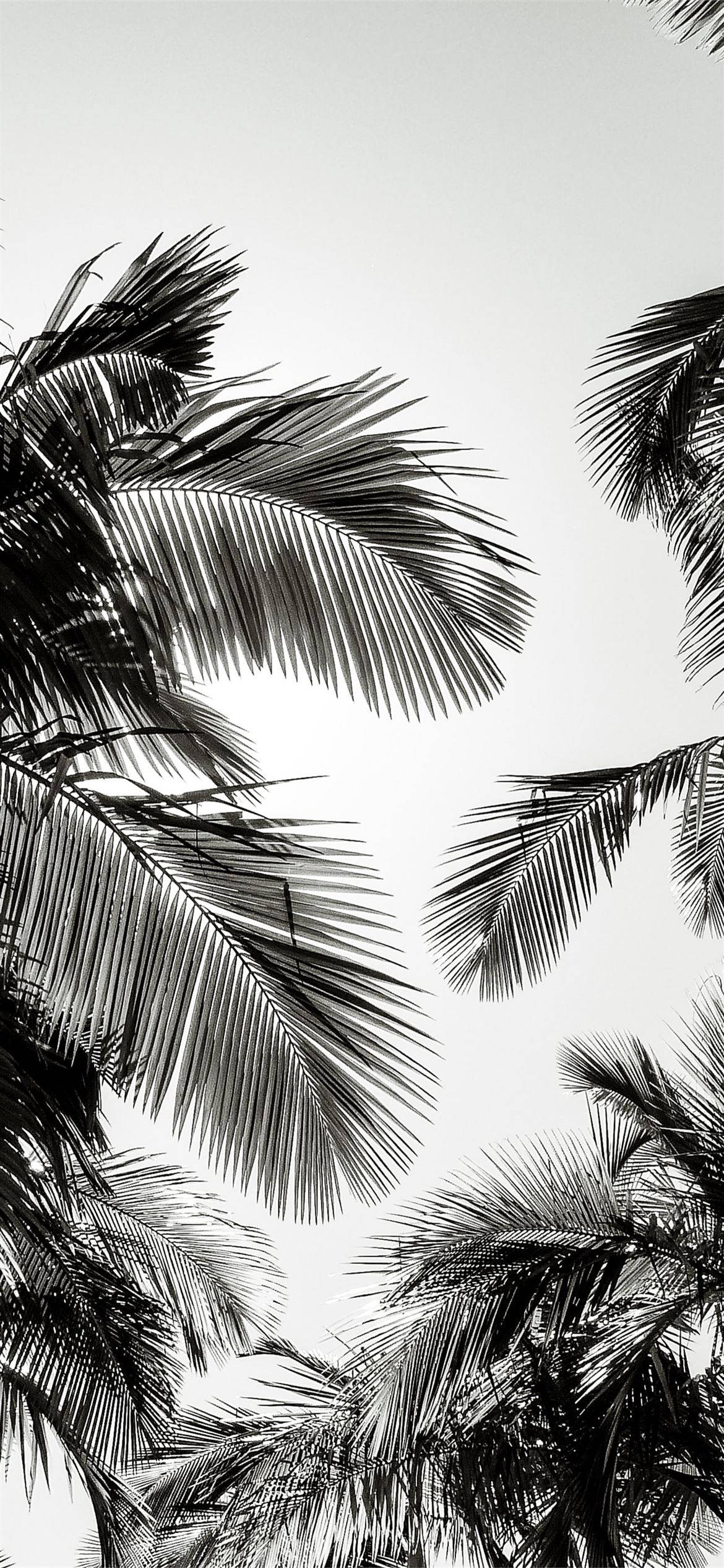 Coconut Leaves, iPhone 2021, monochrome, Full HD Phone Wallpaper