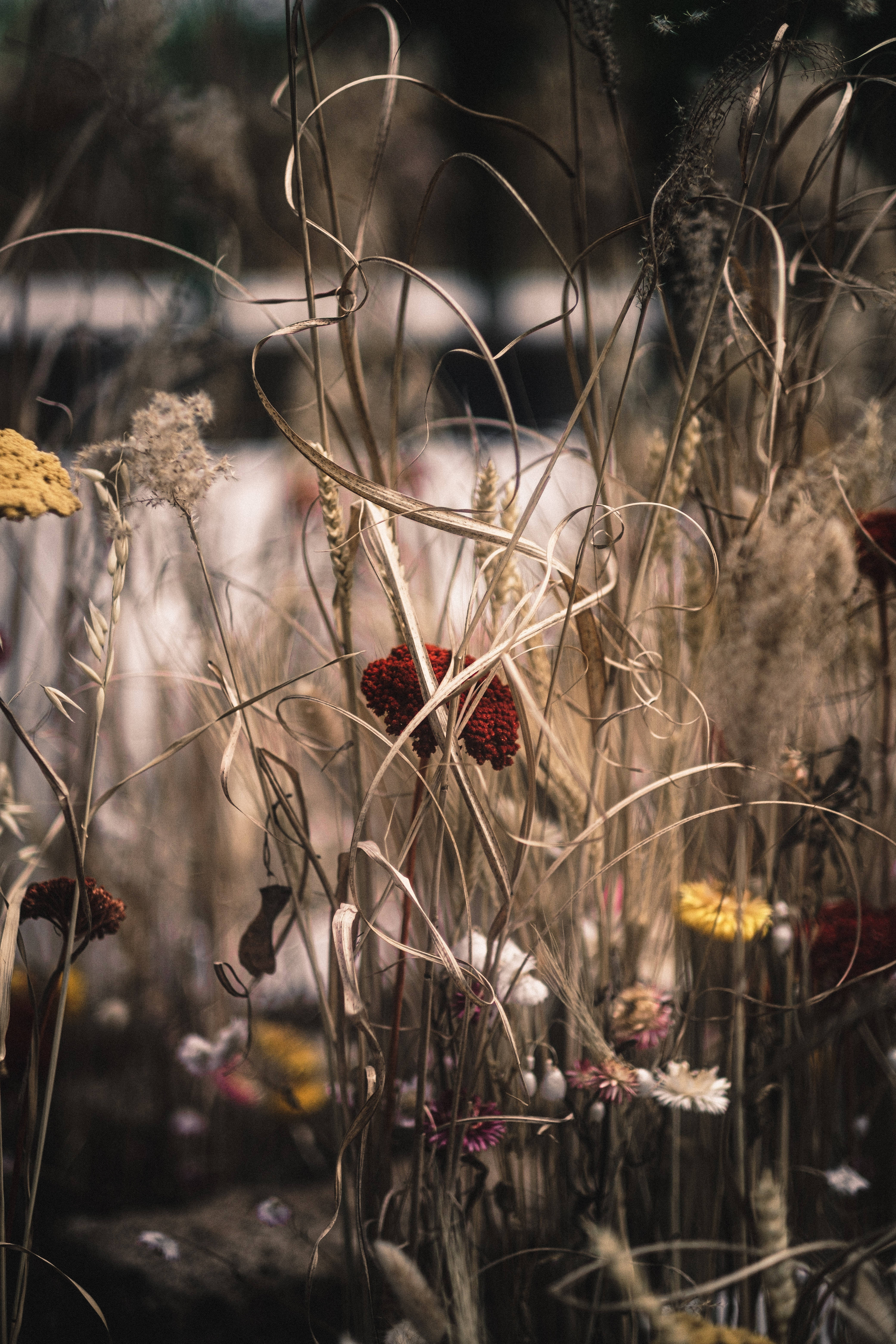 iPhone 4K, wild flowers, golden wheat stalks, 5K Phone Wallpaper