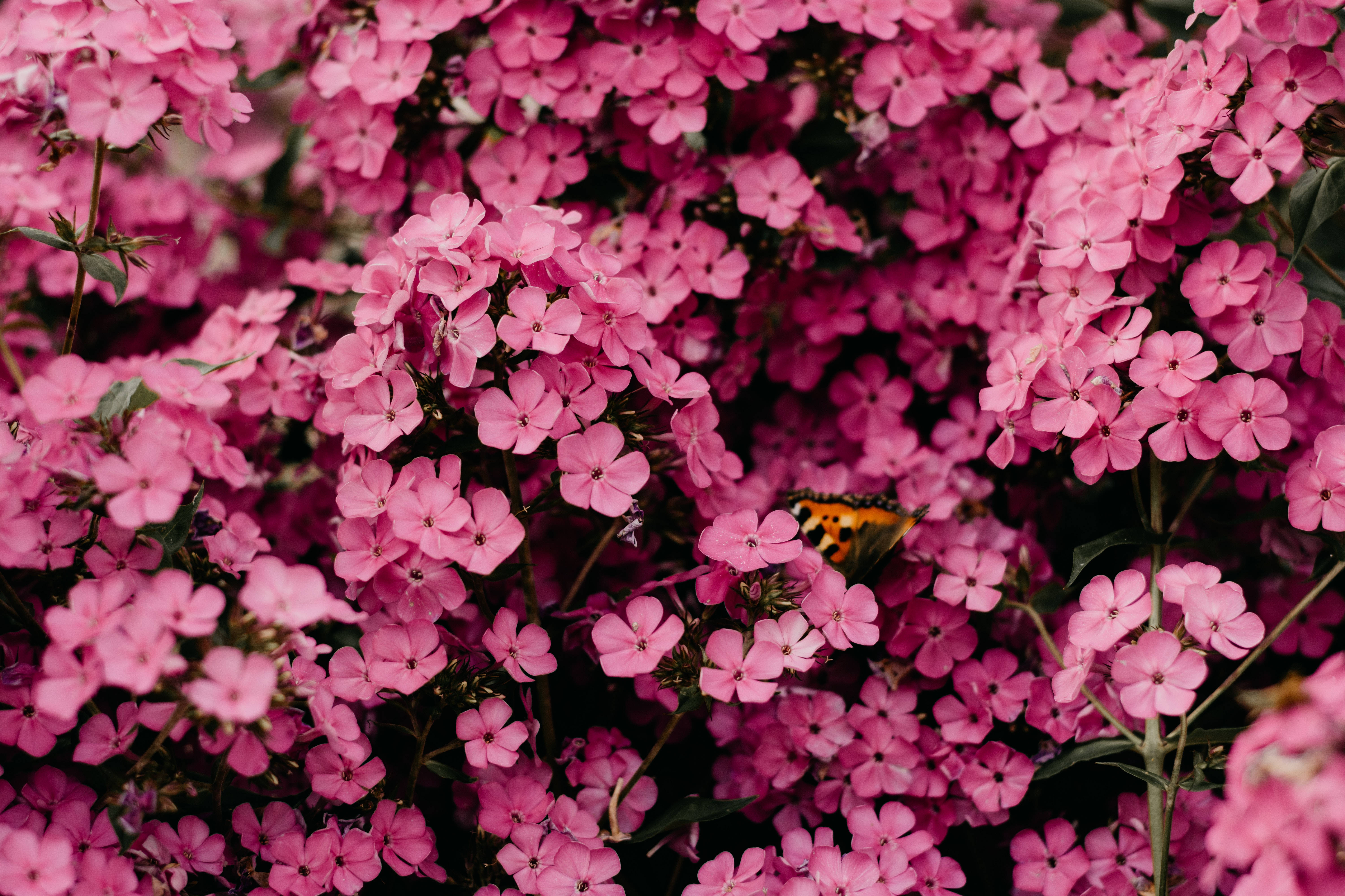 iPhone 4K, pink flowers, butterfly, 5K Desktop Wallpaper