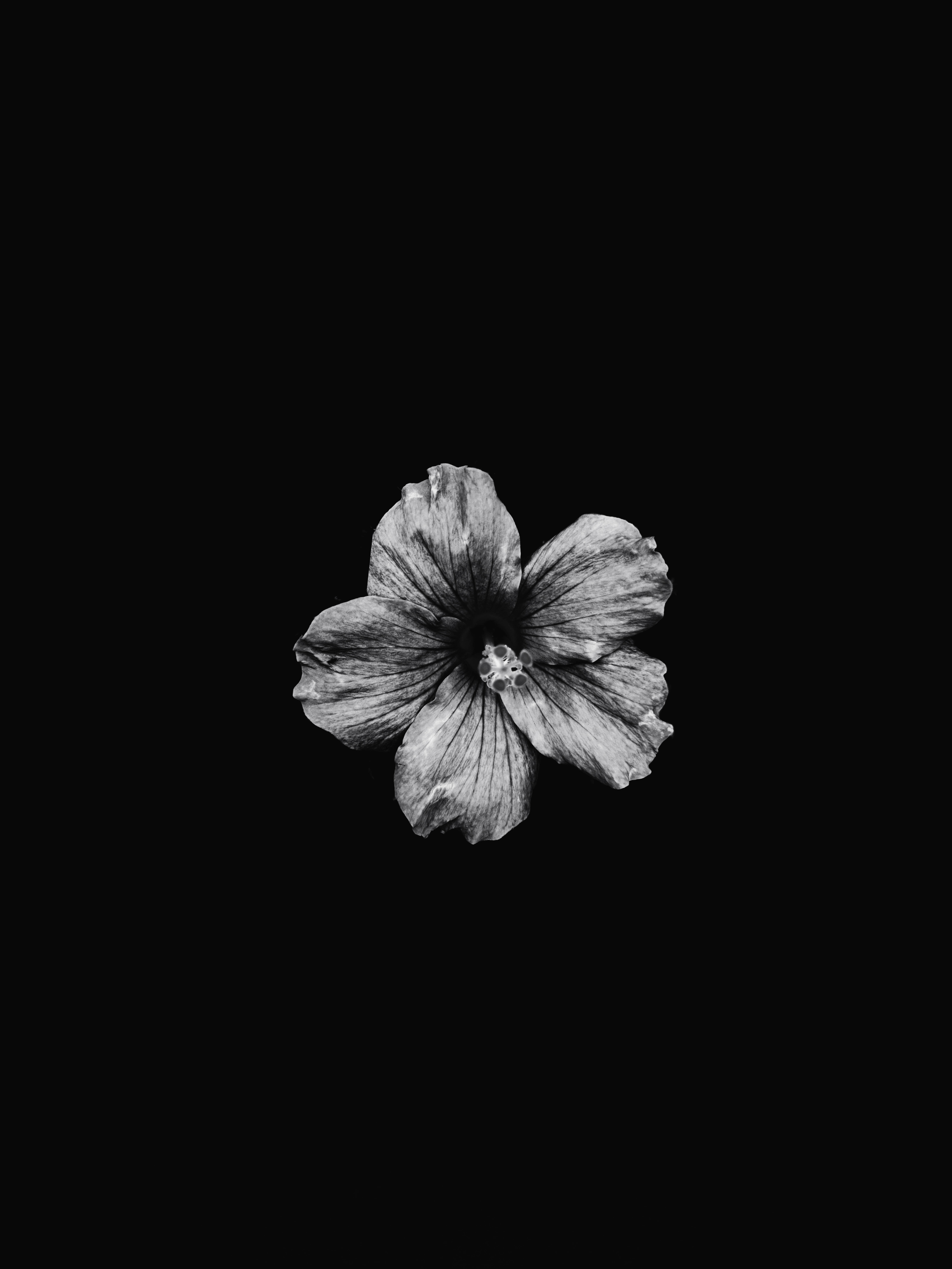 iPhone 4K, hibiscus, monochrome, 8K Phone Wallpaper