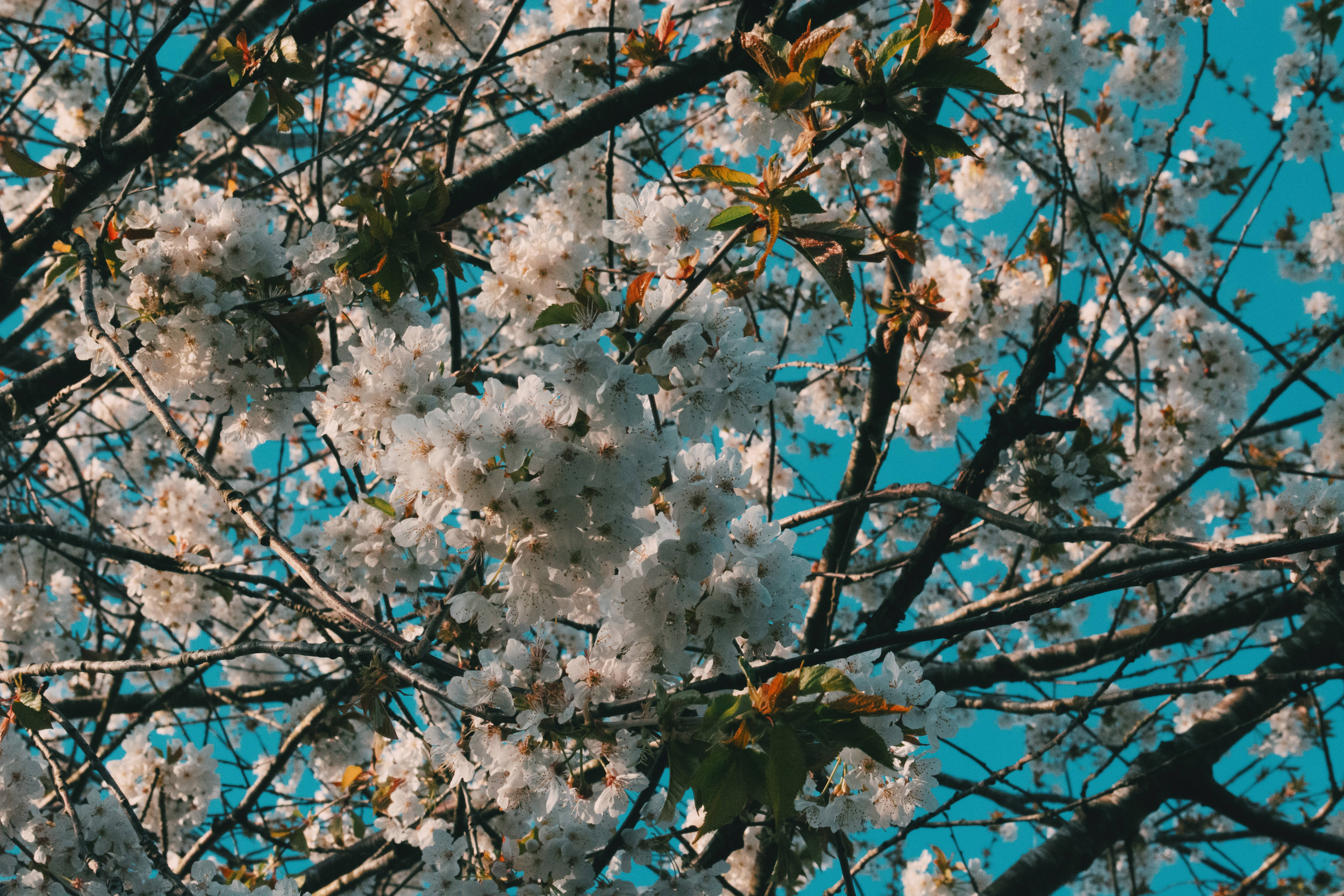 iPhone 4K, cherry blossoms, dark branches, 5K Desktop Wallpaper