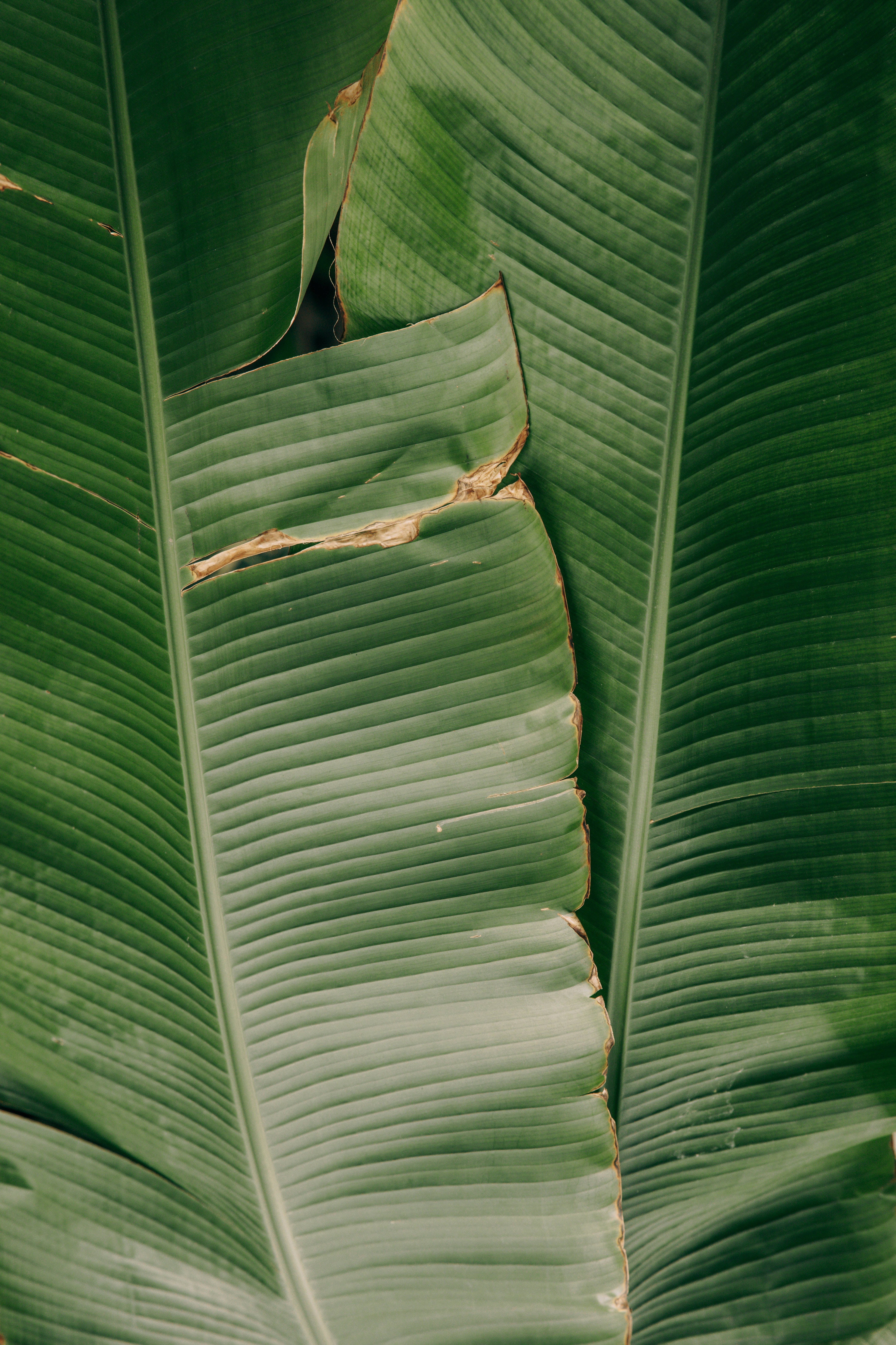 iPhone 4K, banana leaves, green, 5K Phone Wallpaper