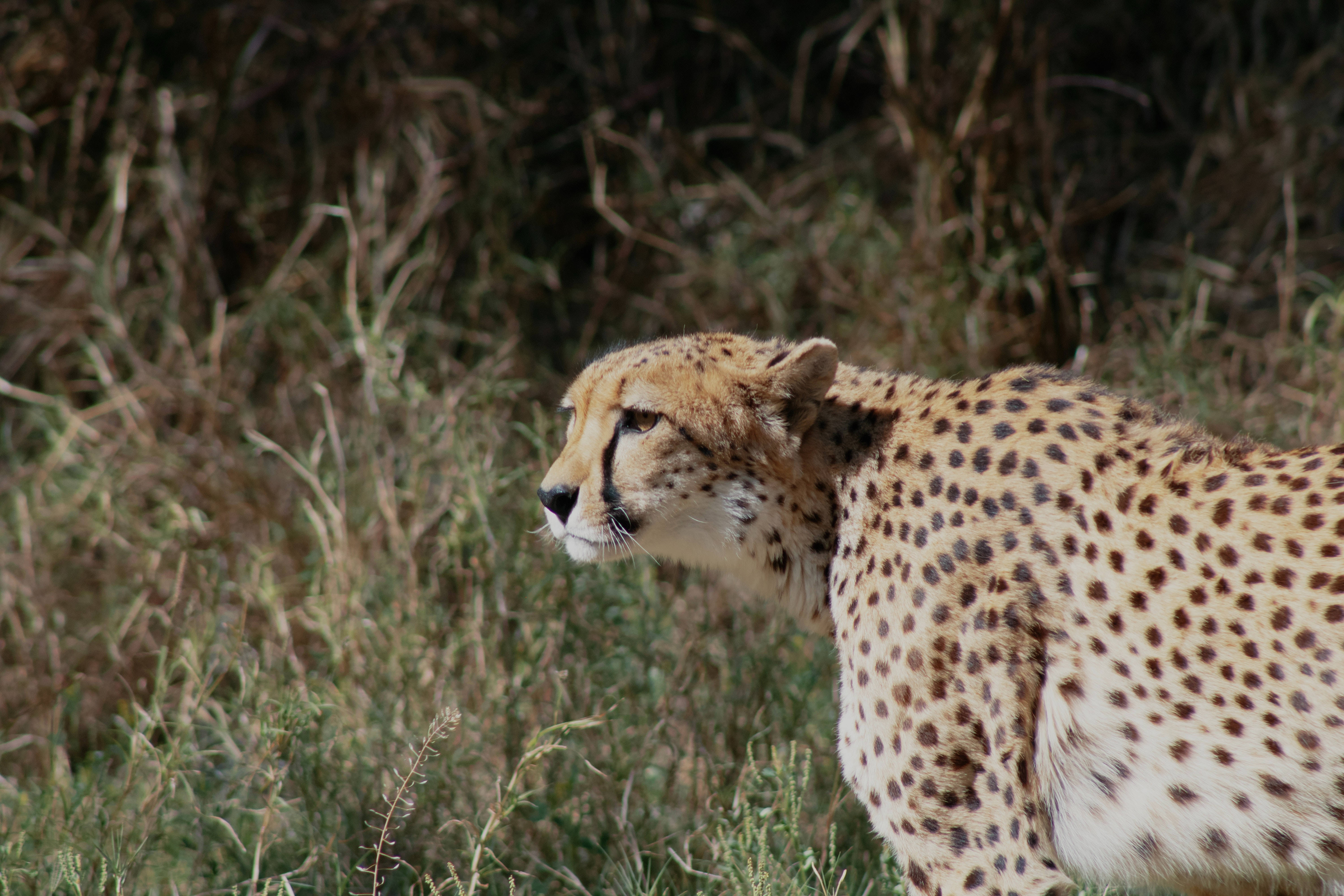 iPhone 4K, cheetah, tall grass, 5K Desktop Wallpaper