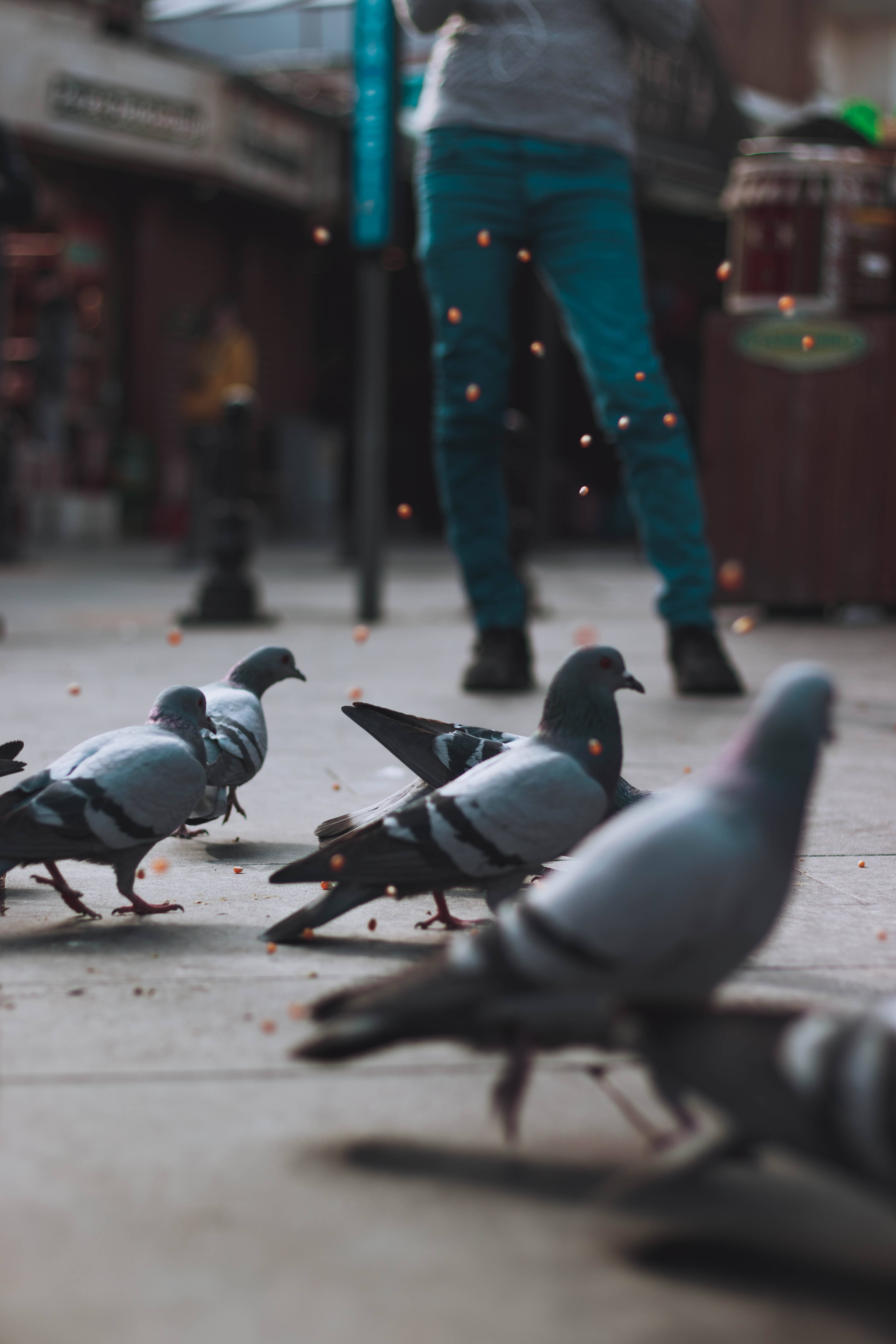 iPhone 4K, pigeons, city sidewalk, 5K Phone Wallpaper