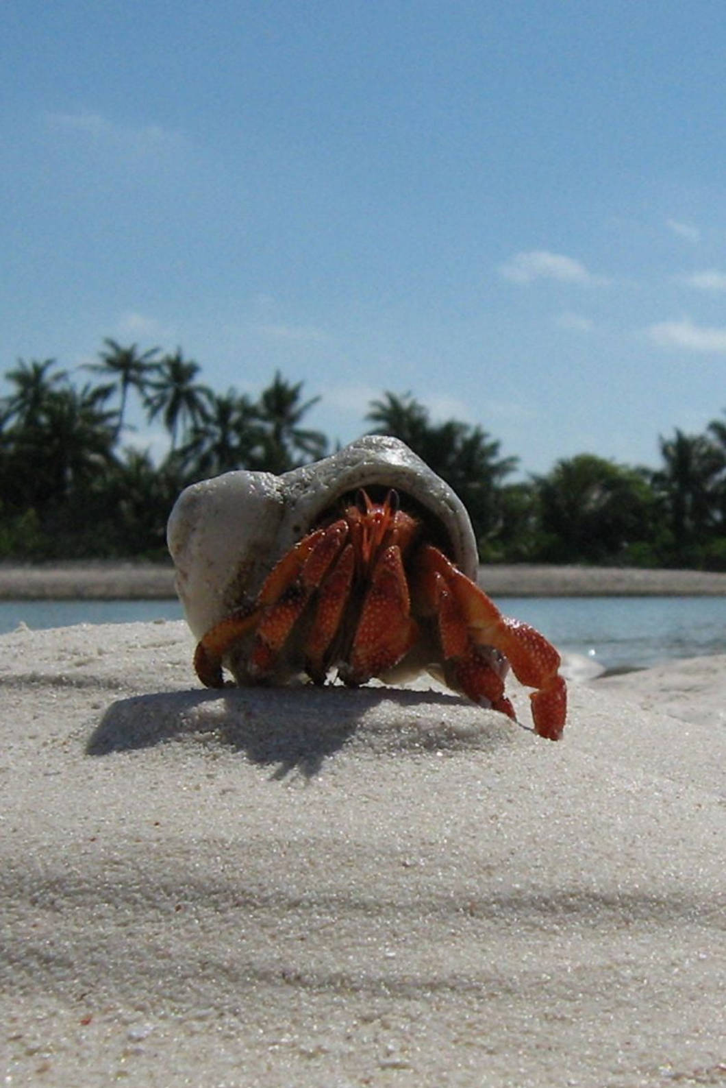 iPhone 4s, hermit crab, sandy beach, HD Phone Wallpaper