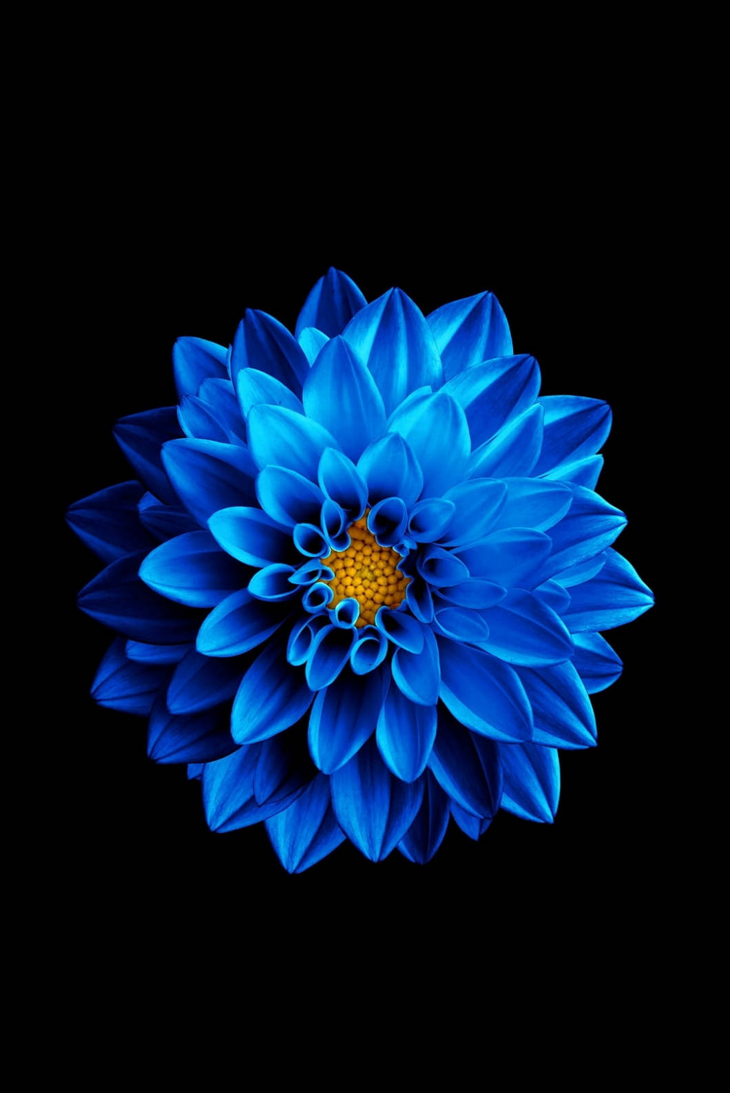 blue lotus flower, iPhone 4s, vibrant blue dahlia, HD Phone Wallpaper
