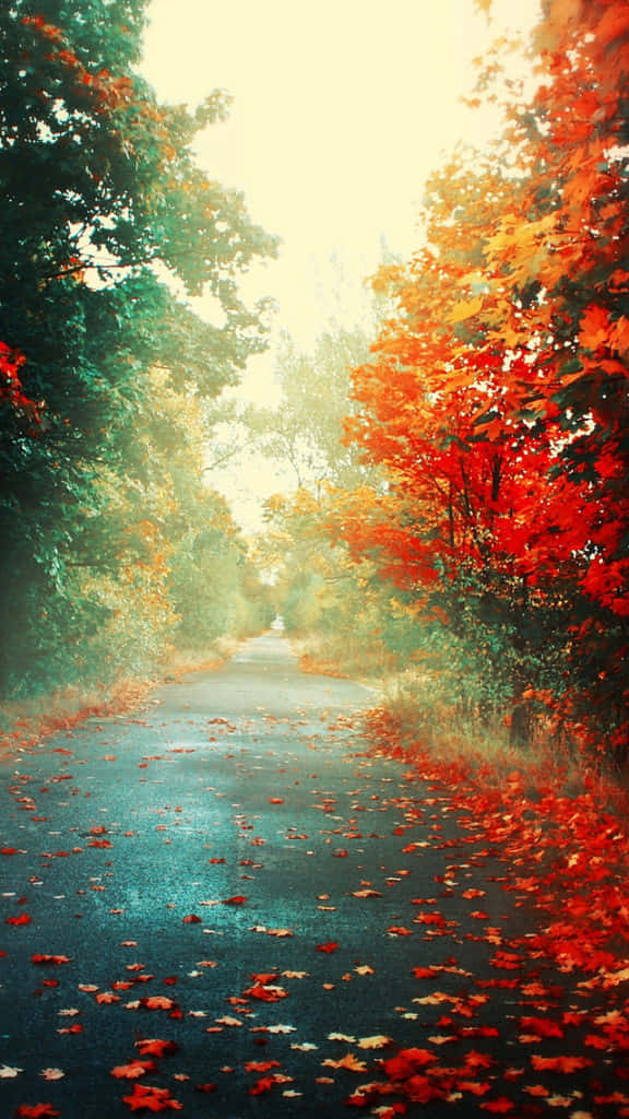 iPhone 5c, blue, autumn woods, SD Phone Wallpaper