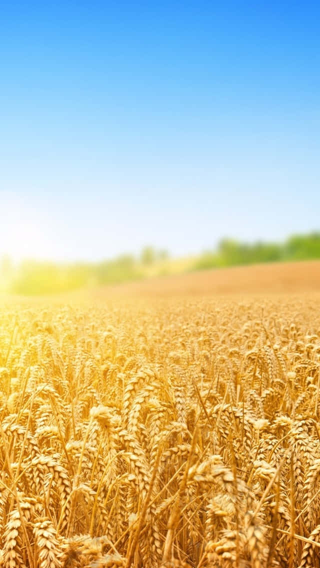 iPhone 5s, 640 x 1136, golden wheat stalks, SD Phone Wallpaper