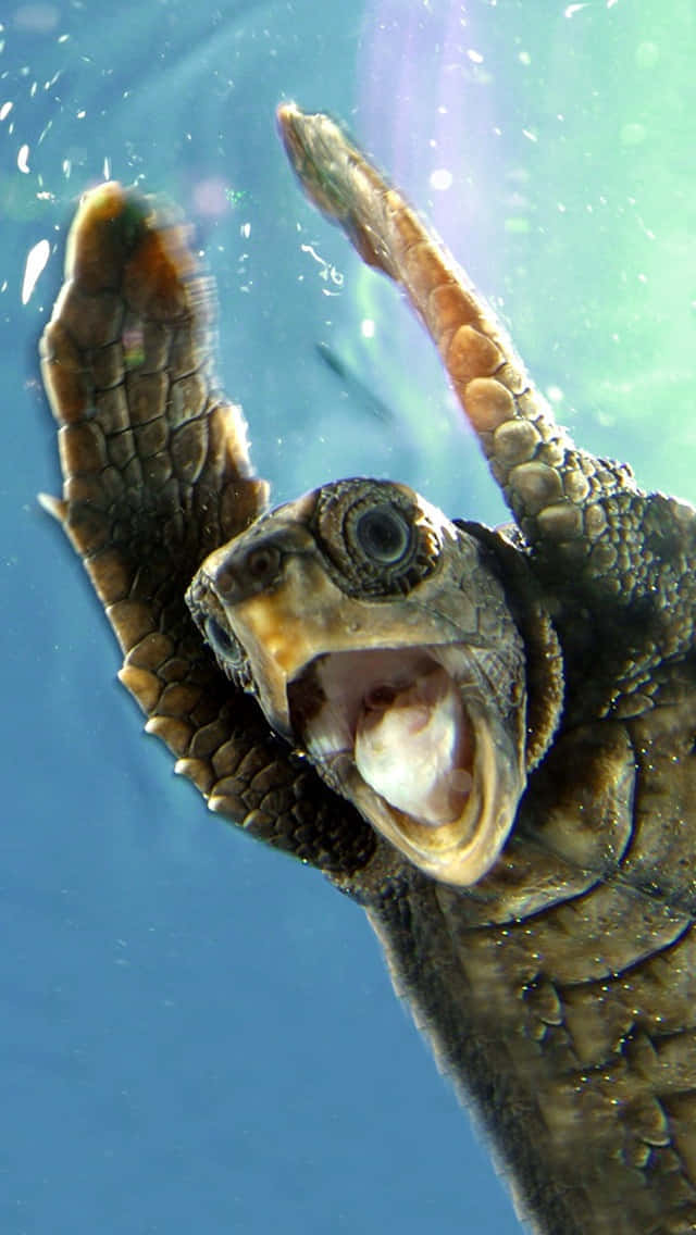 iPhone 5s, 640 x 1136, sea turtle, SD Phone Wallpaper