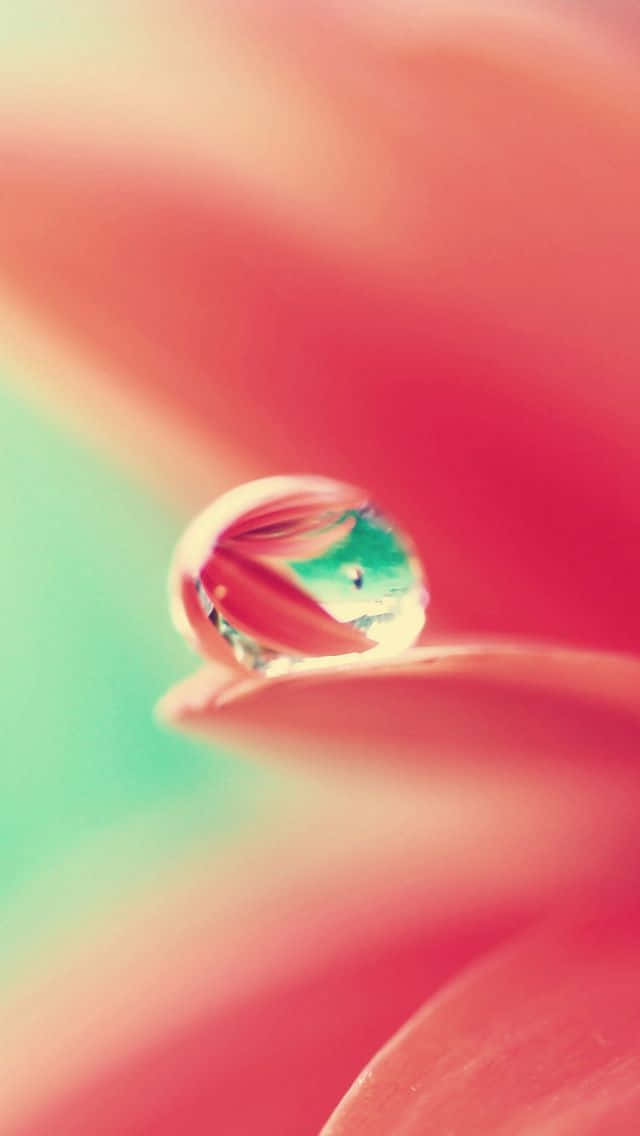 iPhone 5S, 640 x 1136, pink petal, SD Phone Wallpaper