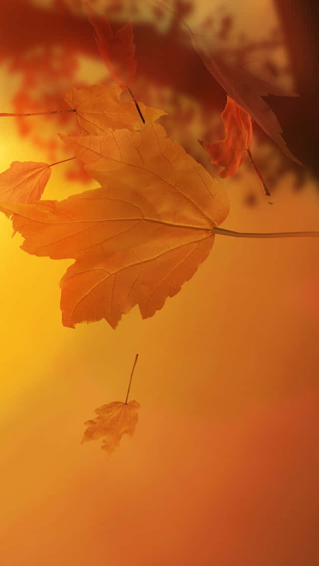 iPhone 5s, golden maple leaves, warm glowing sunset sky, SD Phone Wallpaper