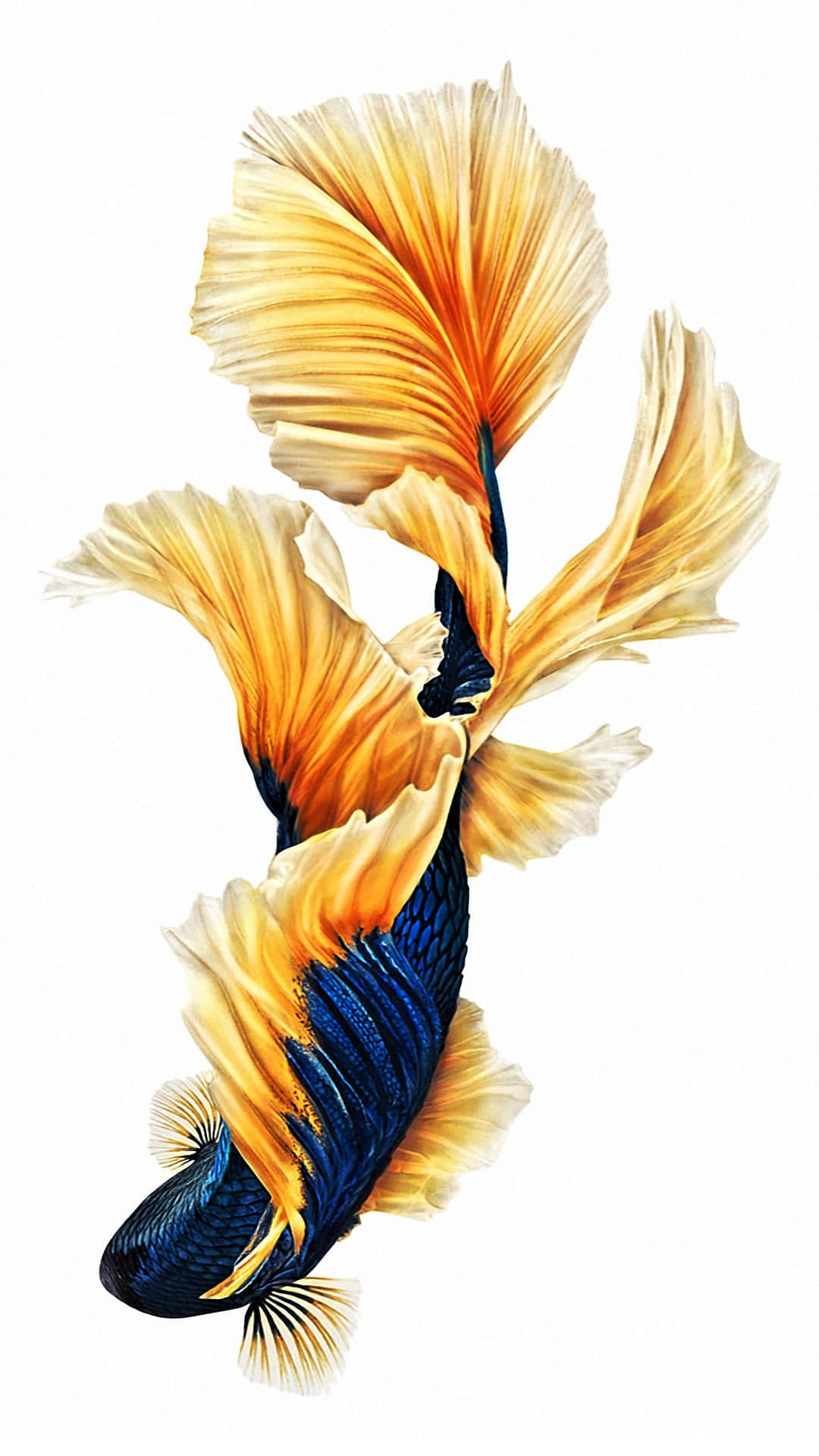 iPhone 6 Plus, betta fish, orange and blue fins, Full HD Phone Wallpaper