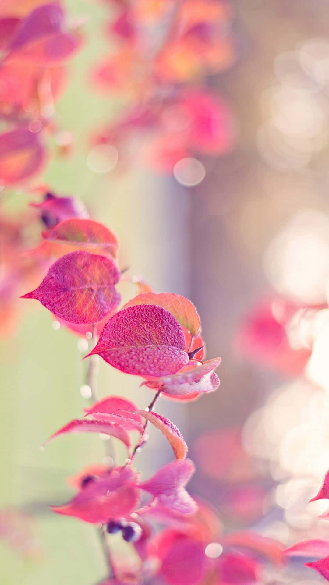 iPhone 6 Plus, pink leaves, autumn leaves, Full HD Phone Wallpaper