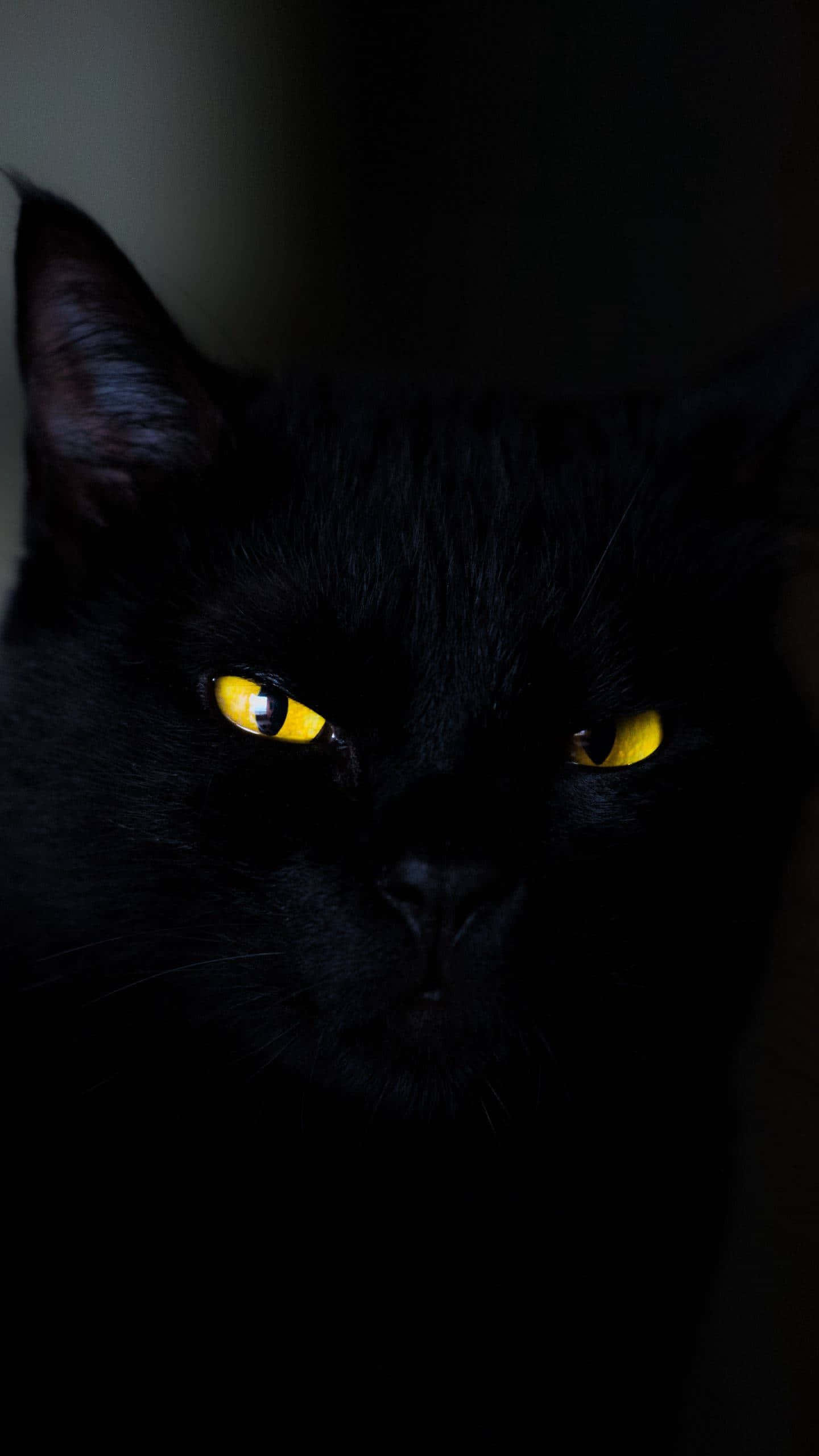 iPhone 6 Plus, black cat, glowing yellow eyes, 2K Phone Wallpaper