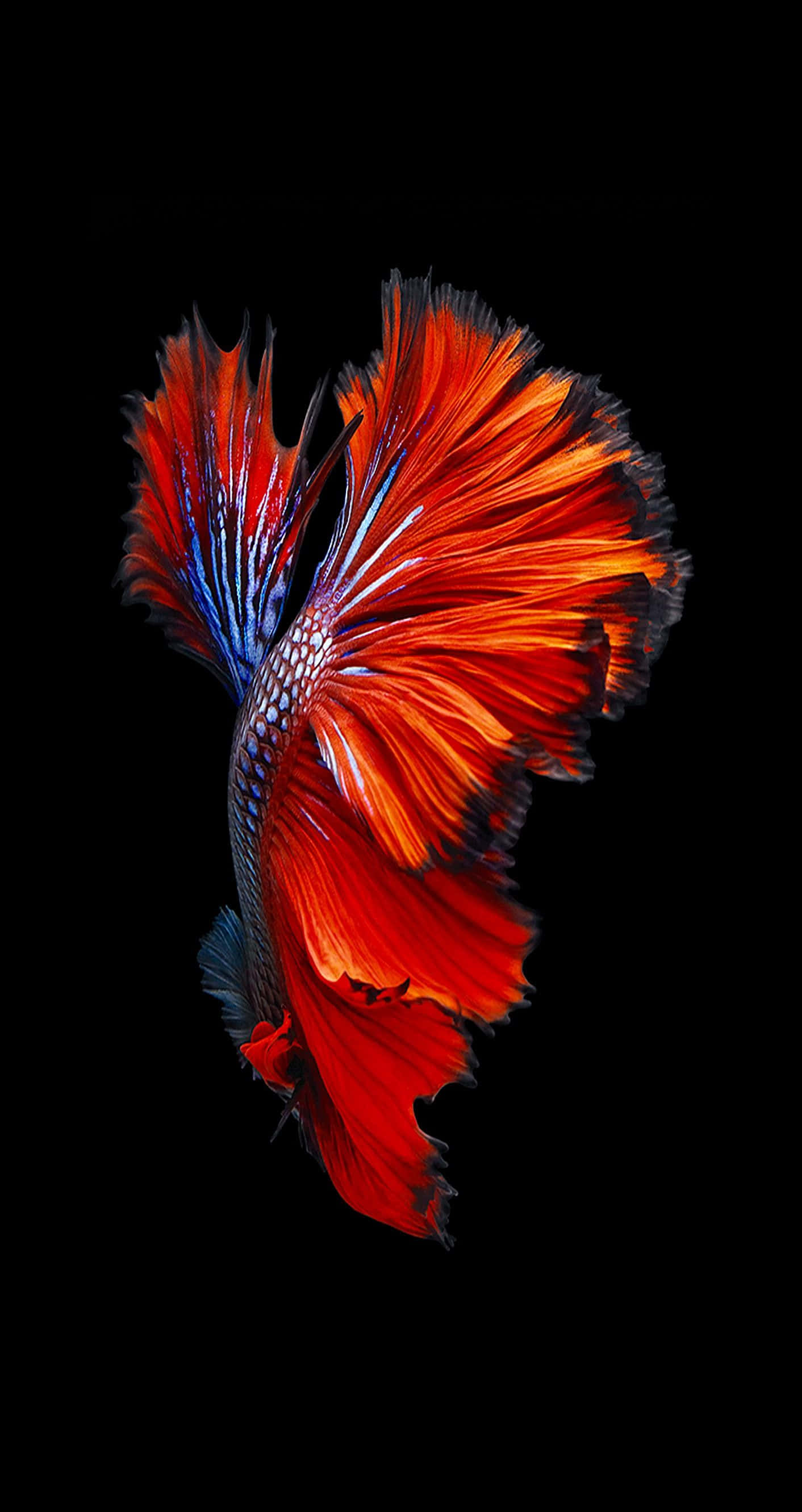 iPhone 6 Plus, betta fish, red, 2K Phone Wallpaper
