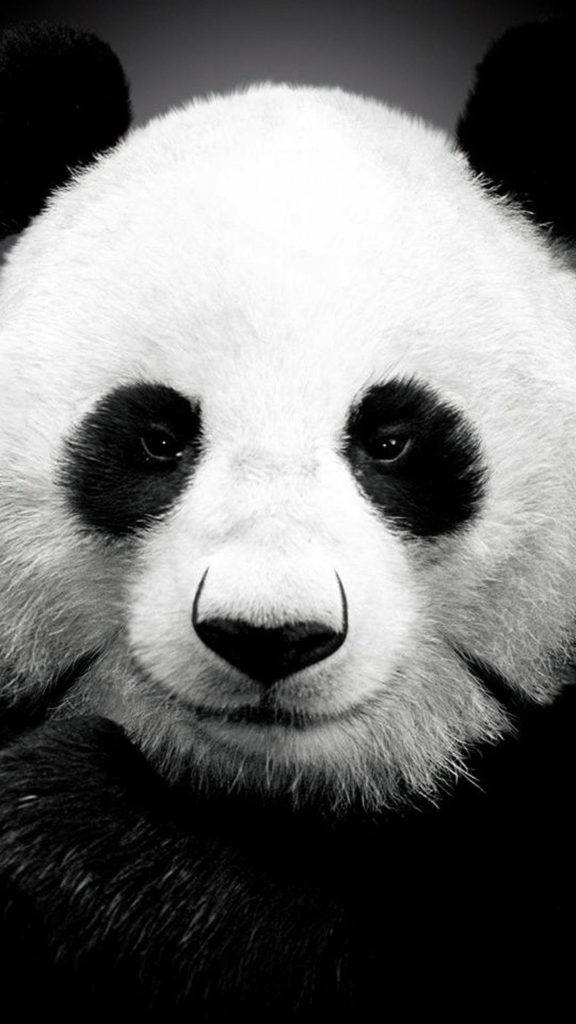 giant panda, iPhone 6, black and white portrait, SD Phone Wallpaper