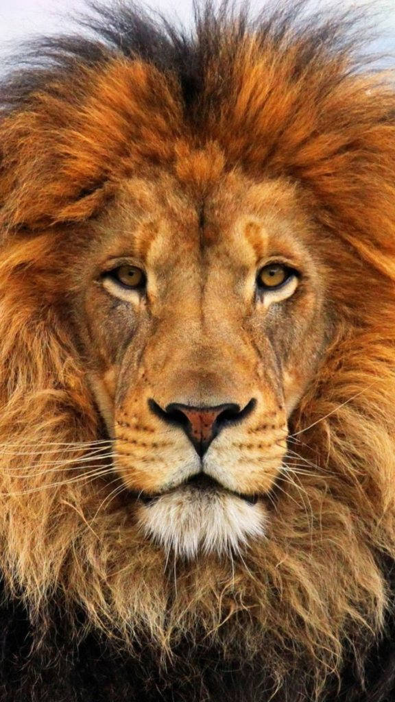 lion, iPhone 6, golden mane, SD Phone Wallpaper