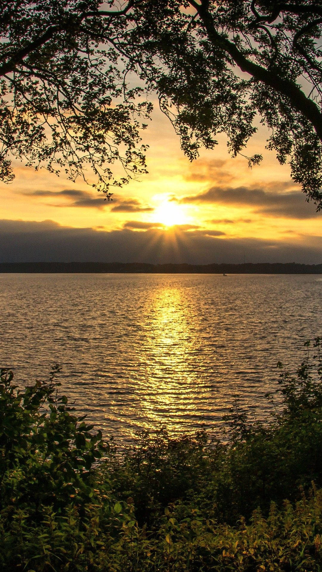 iPhone 6s Gold, golden sunset, tree branches, Full HD Phone Wallpaper