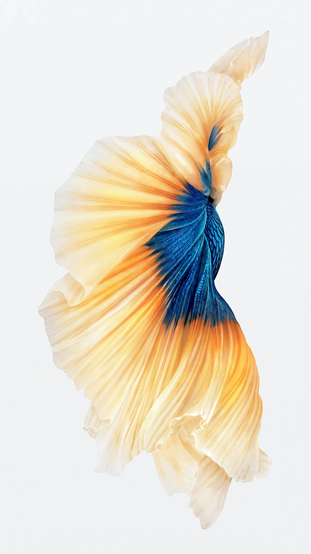iPhone 6s Gold, orange, blue, Full HD Phone Wallpaper