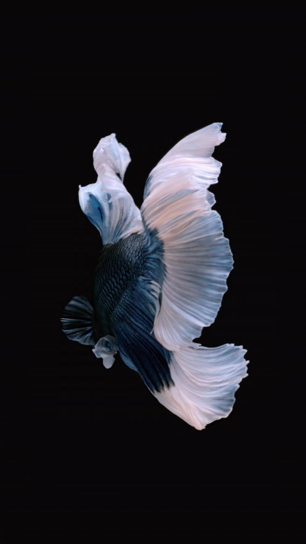 iPhone 6s Live, black betta, blue and white fins, HD Phone Wallpaper
