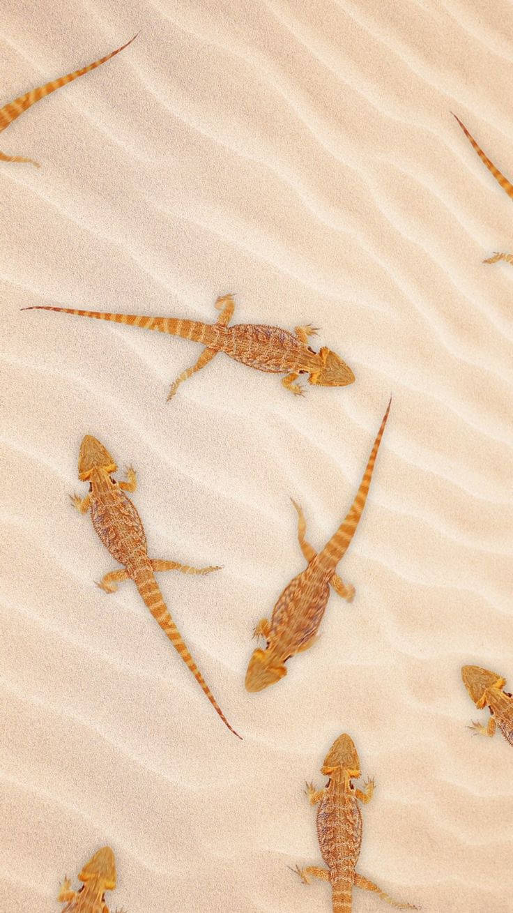 iPhone 6s Live, bearded dragons, golden sand, HD Phone Wallpaper