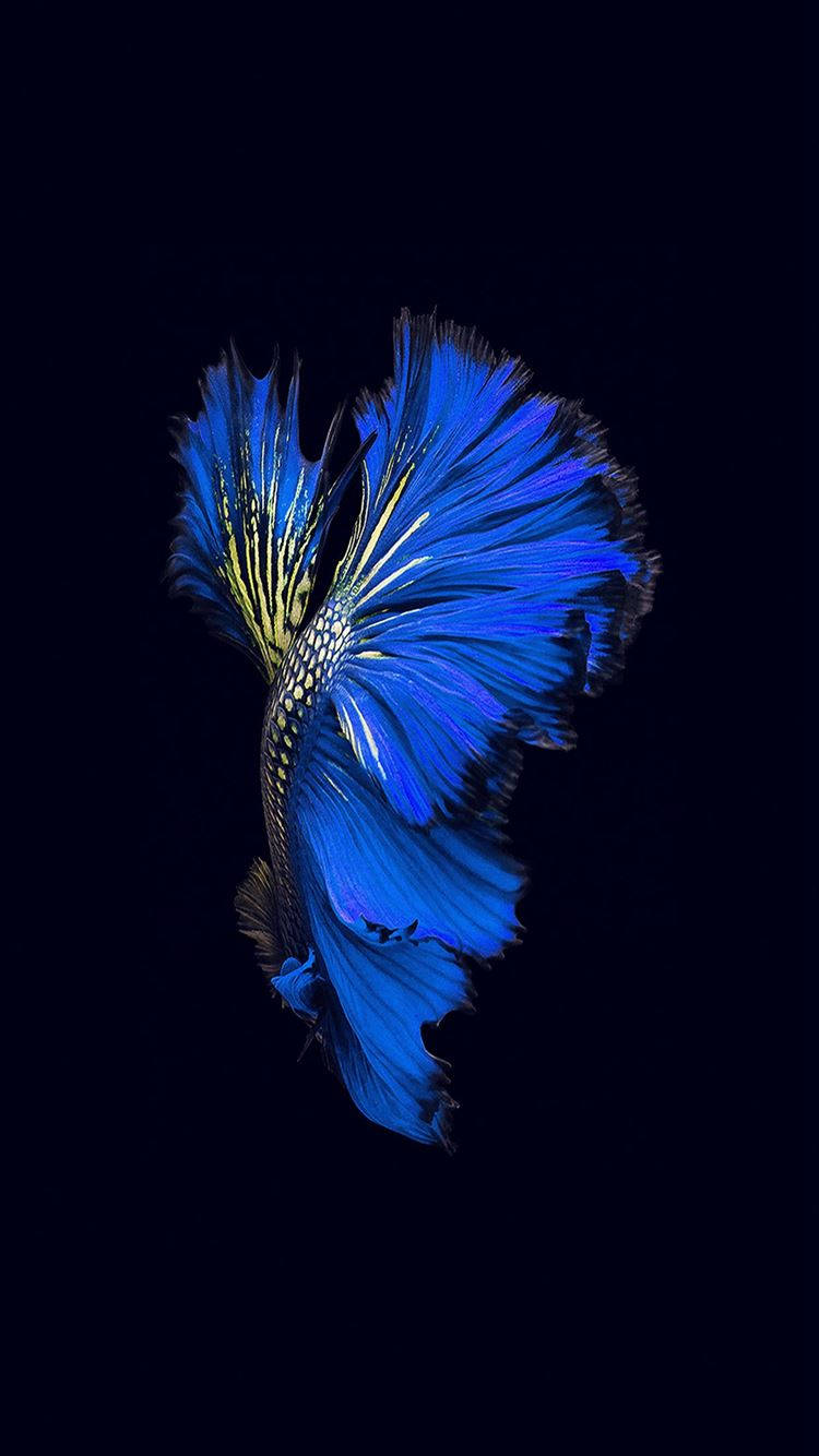 iPhone 6s, Live Background, blue betta fish, HD Phone Wallpaper