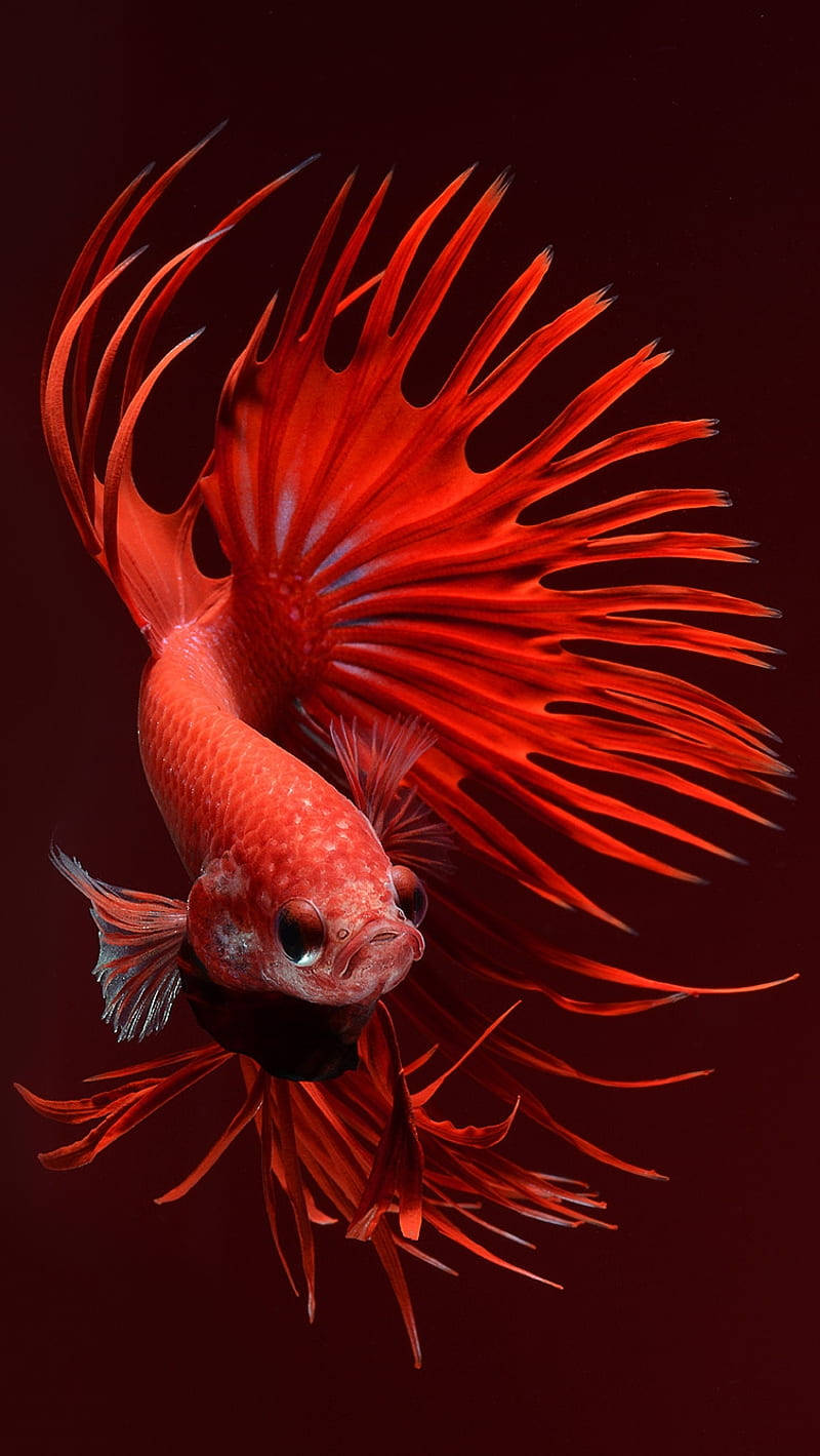red betta fish, flowing fins, deep maroon background, HD Phone Wallpaper