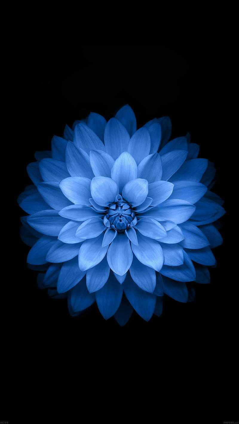iPhone 6s Live, radiant blue dahlia, pure black background, HD Phone Wallpaper